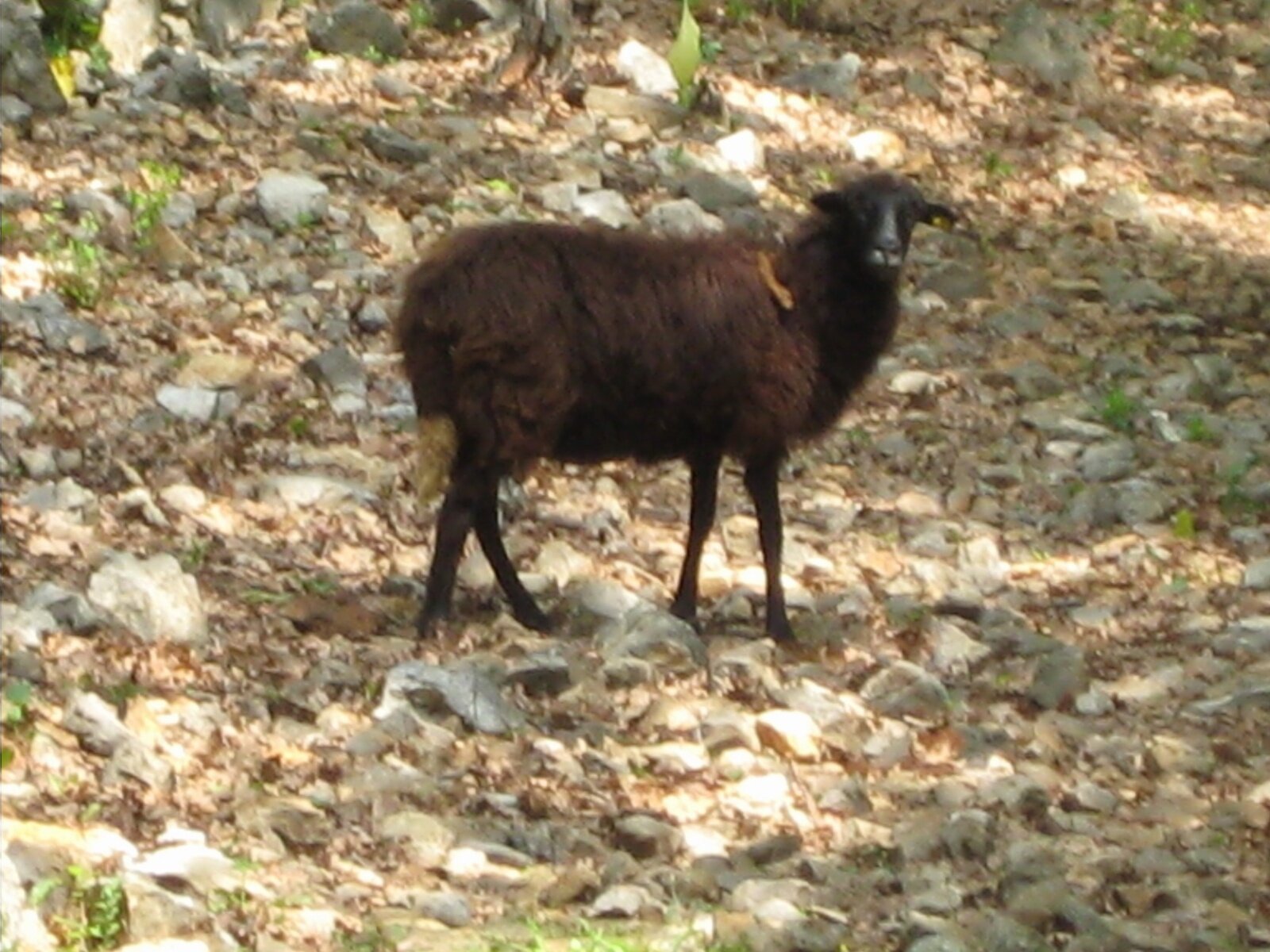 IMG_0851.jpeg