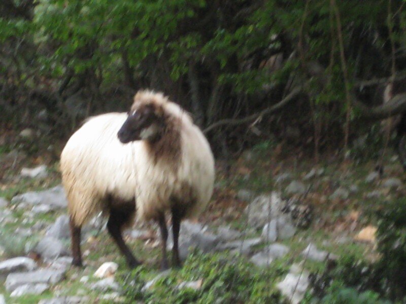 IMG_0857.jpeg