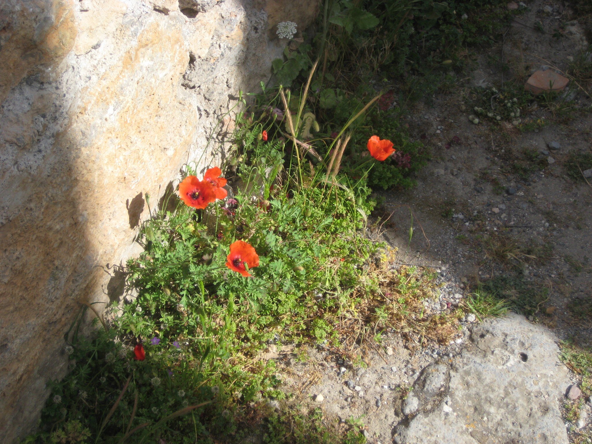 IMG_2595.jpeg