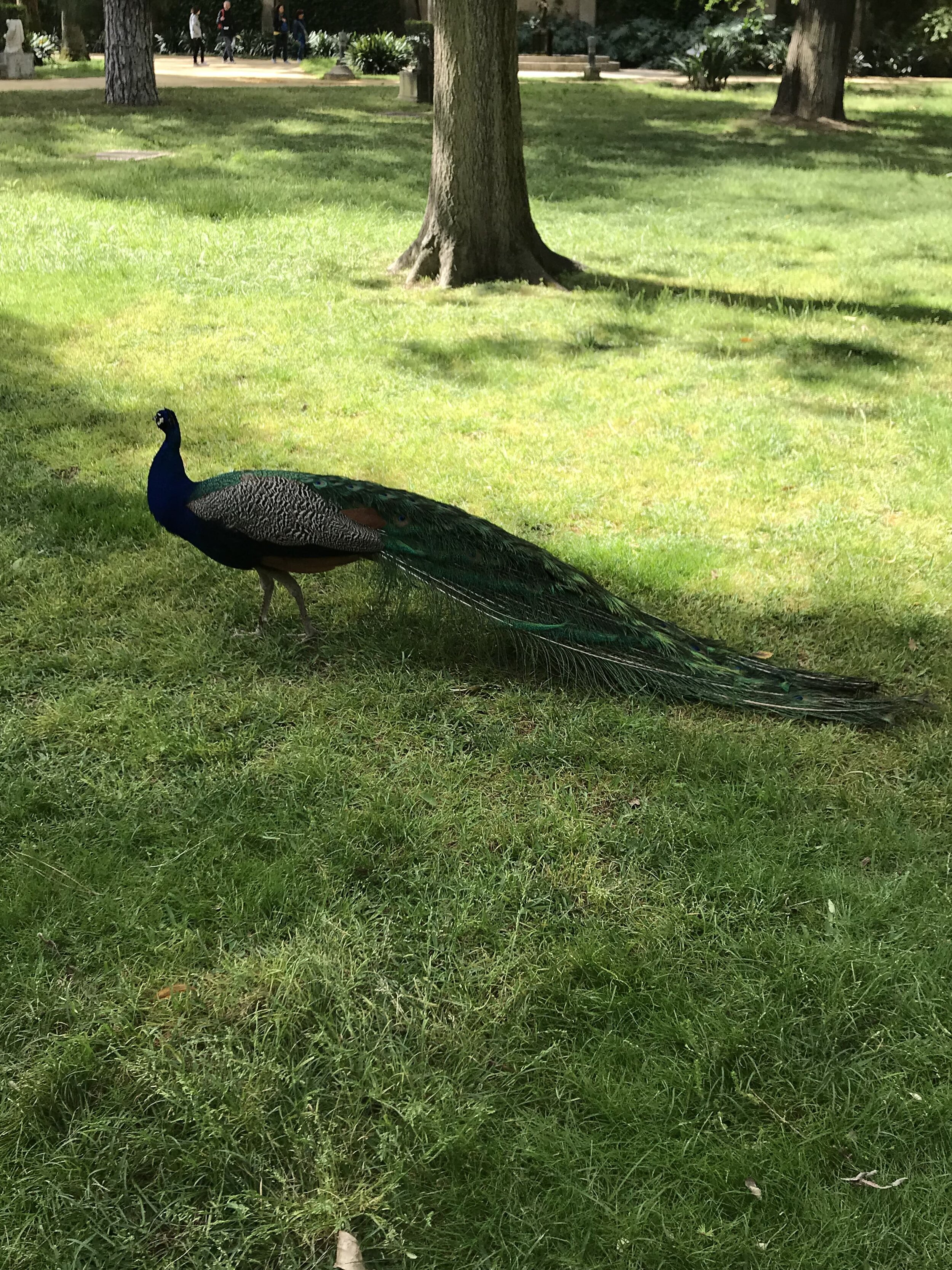 IMG_0616.jpeg