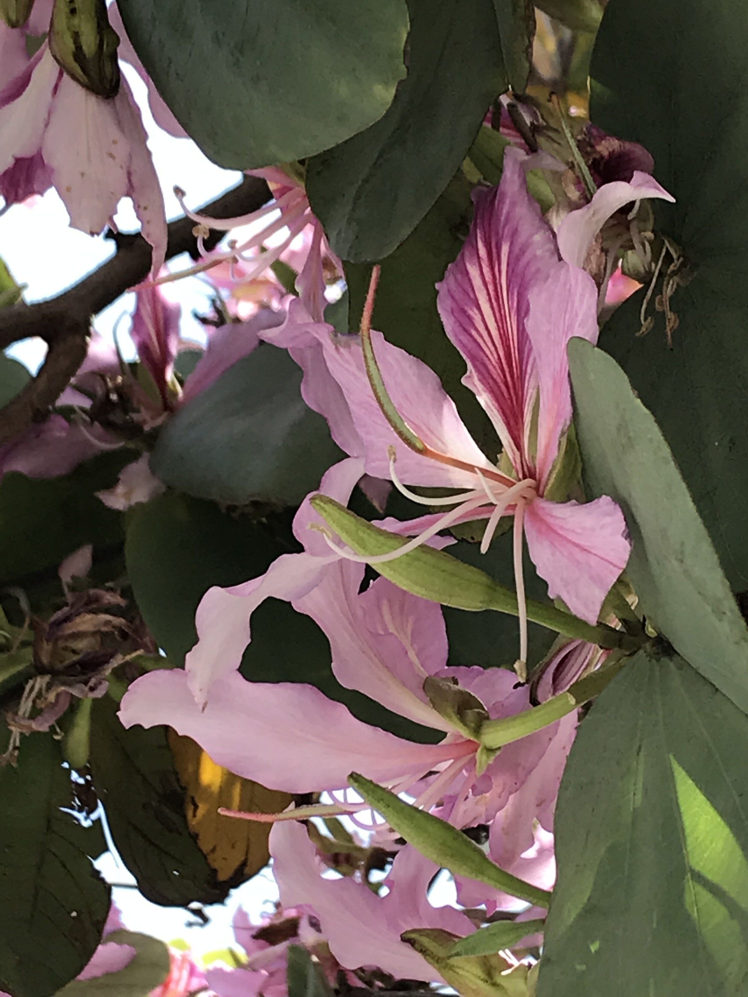 IMG_0634.jpeg