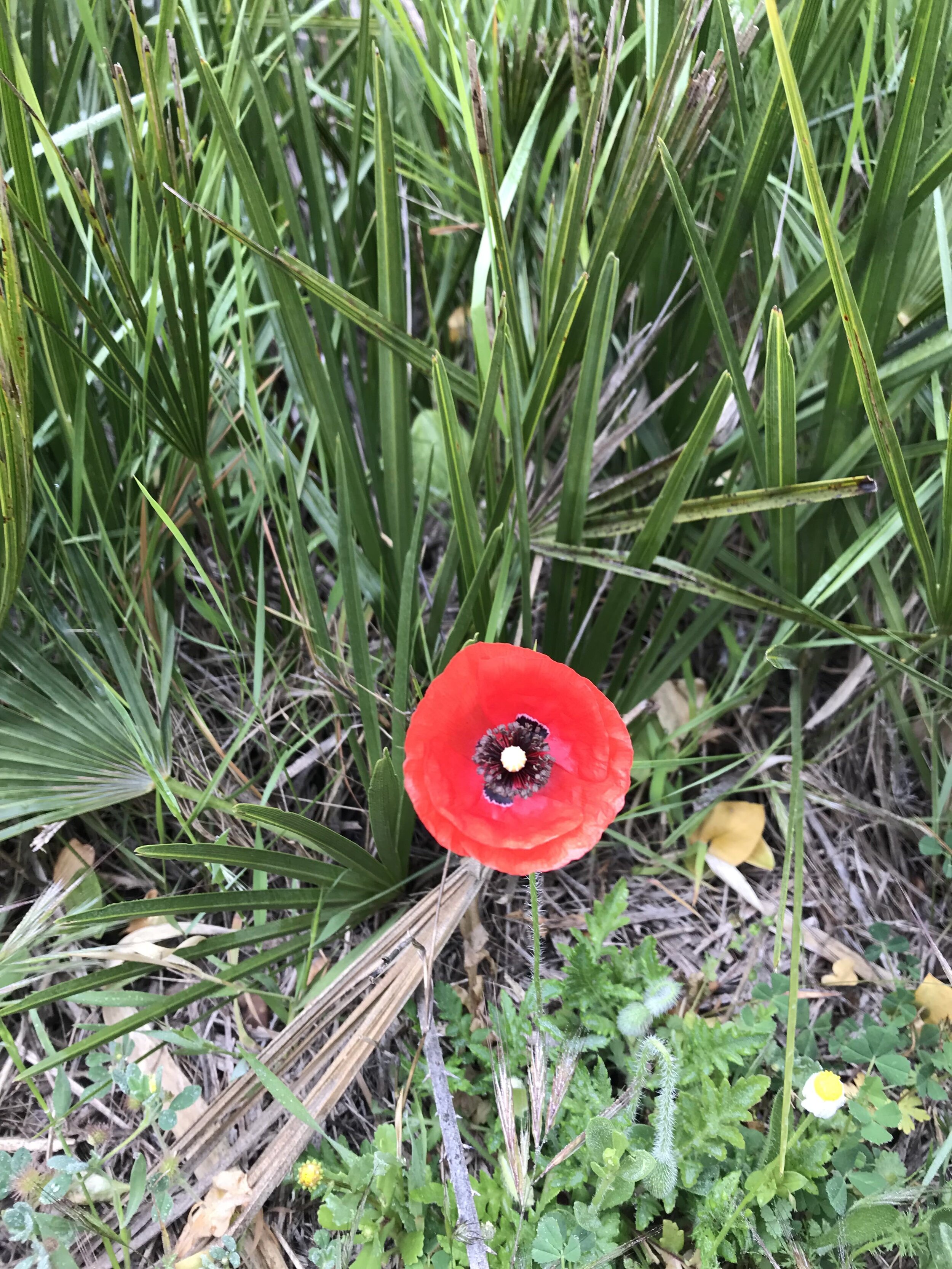 IMG_0697.jpeg