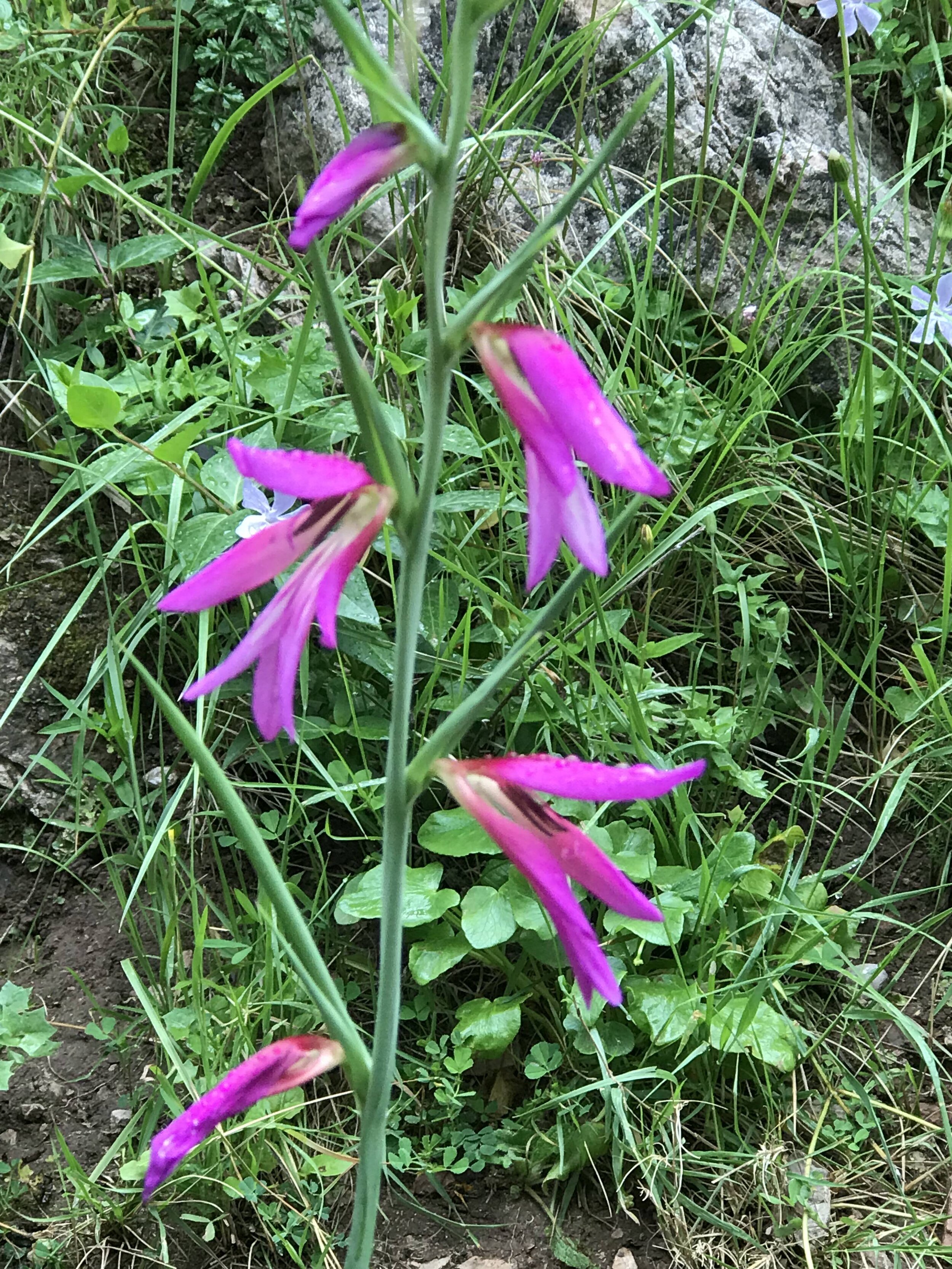 IMG_0698.jpeg