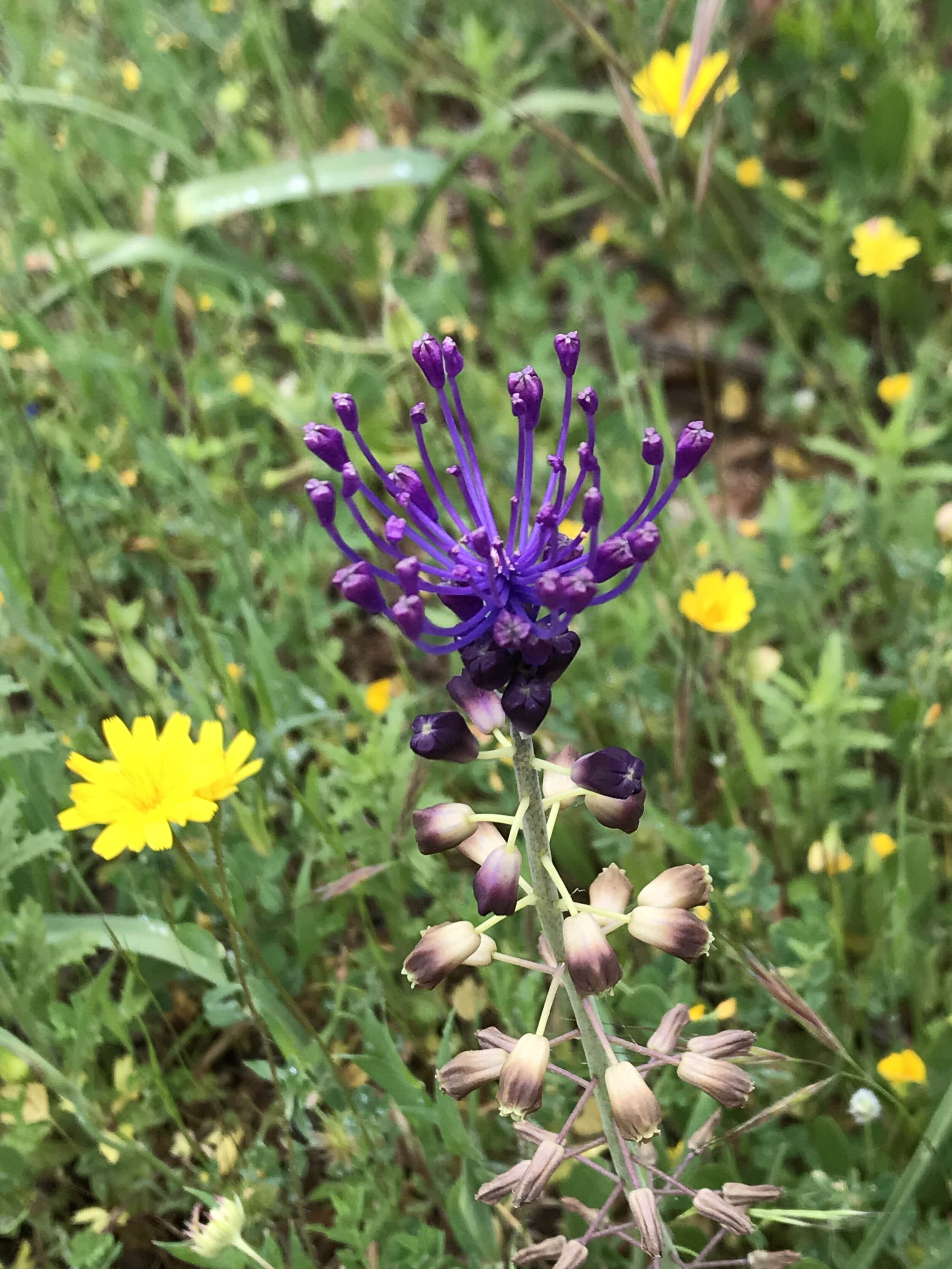 IMG_0700.jpeg