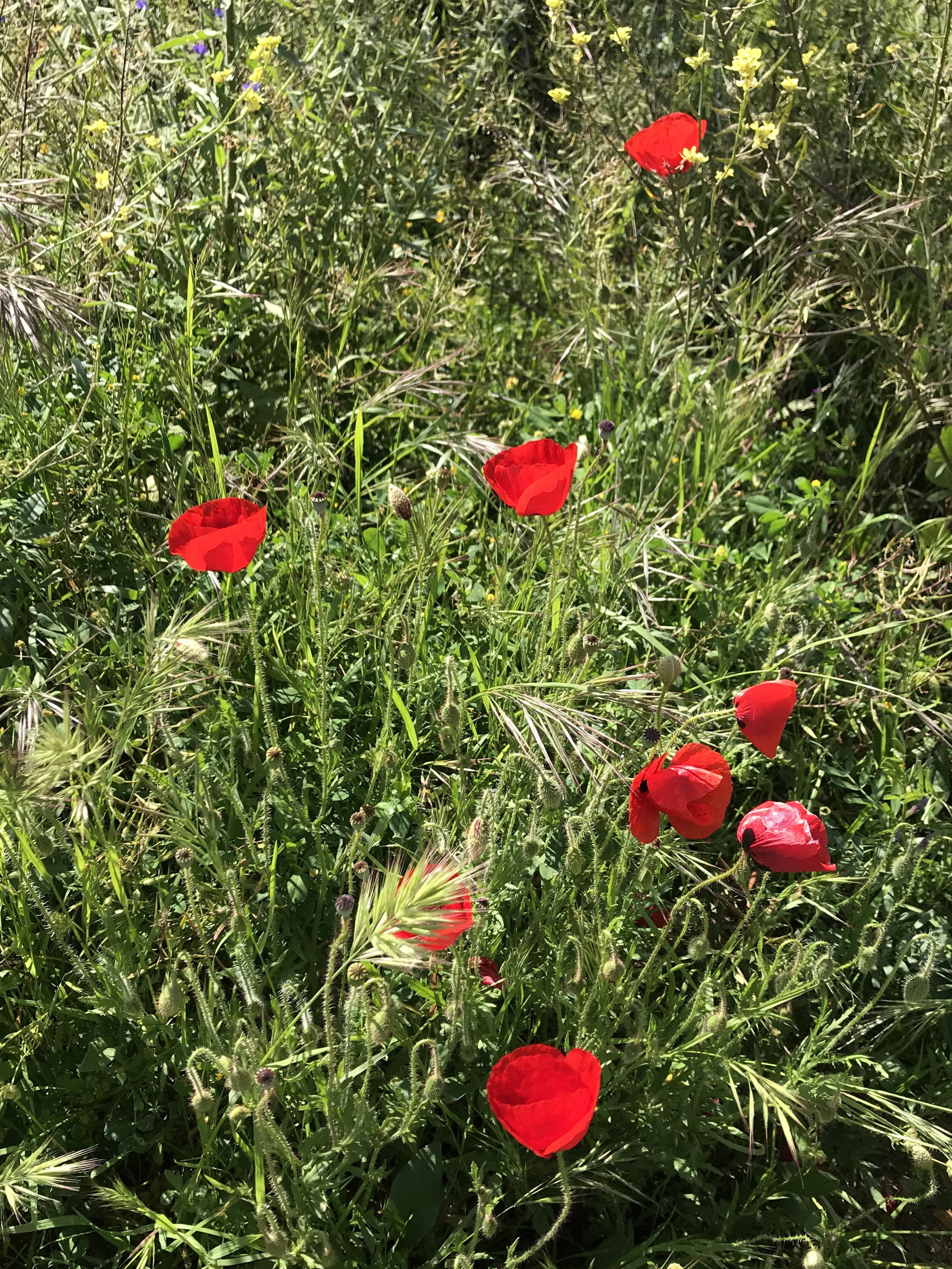 IMG_0876.jpeg