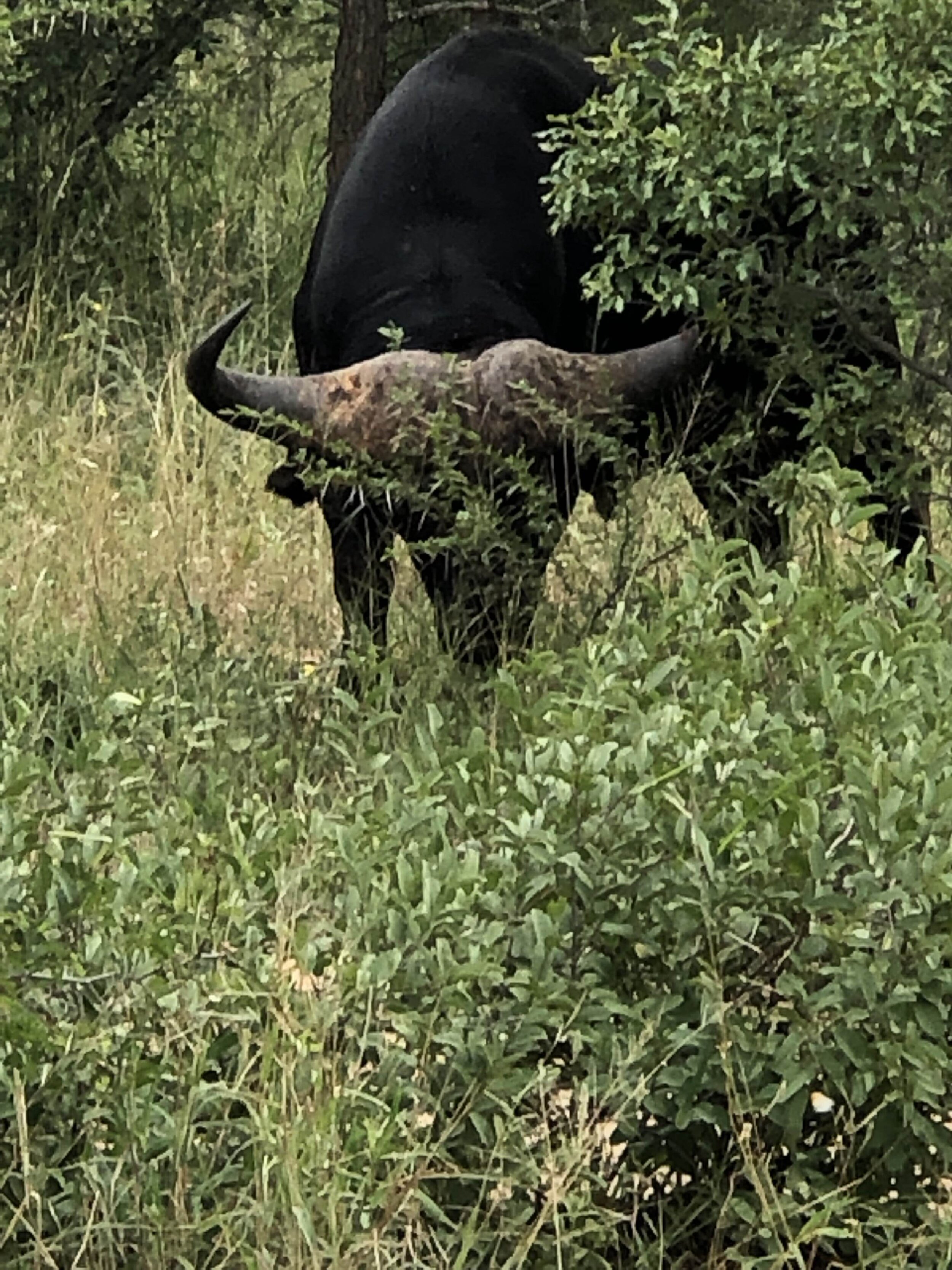 IMG_0934.jpeg