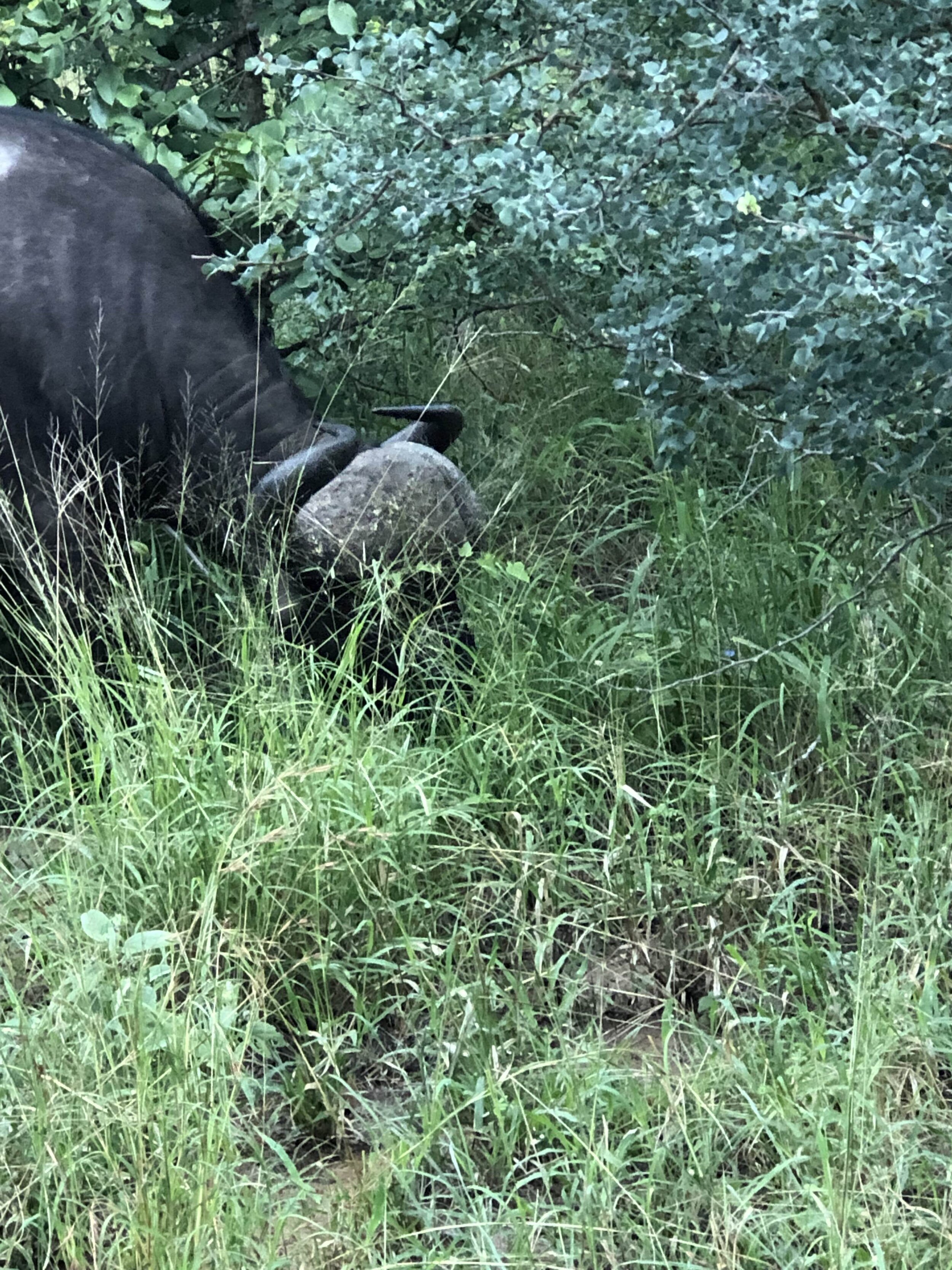 IMG_1042.jpeg