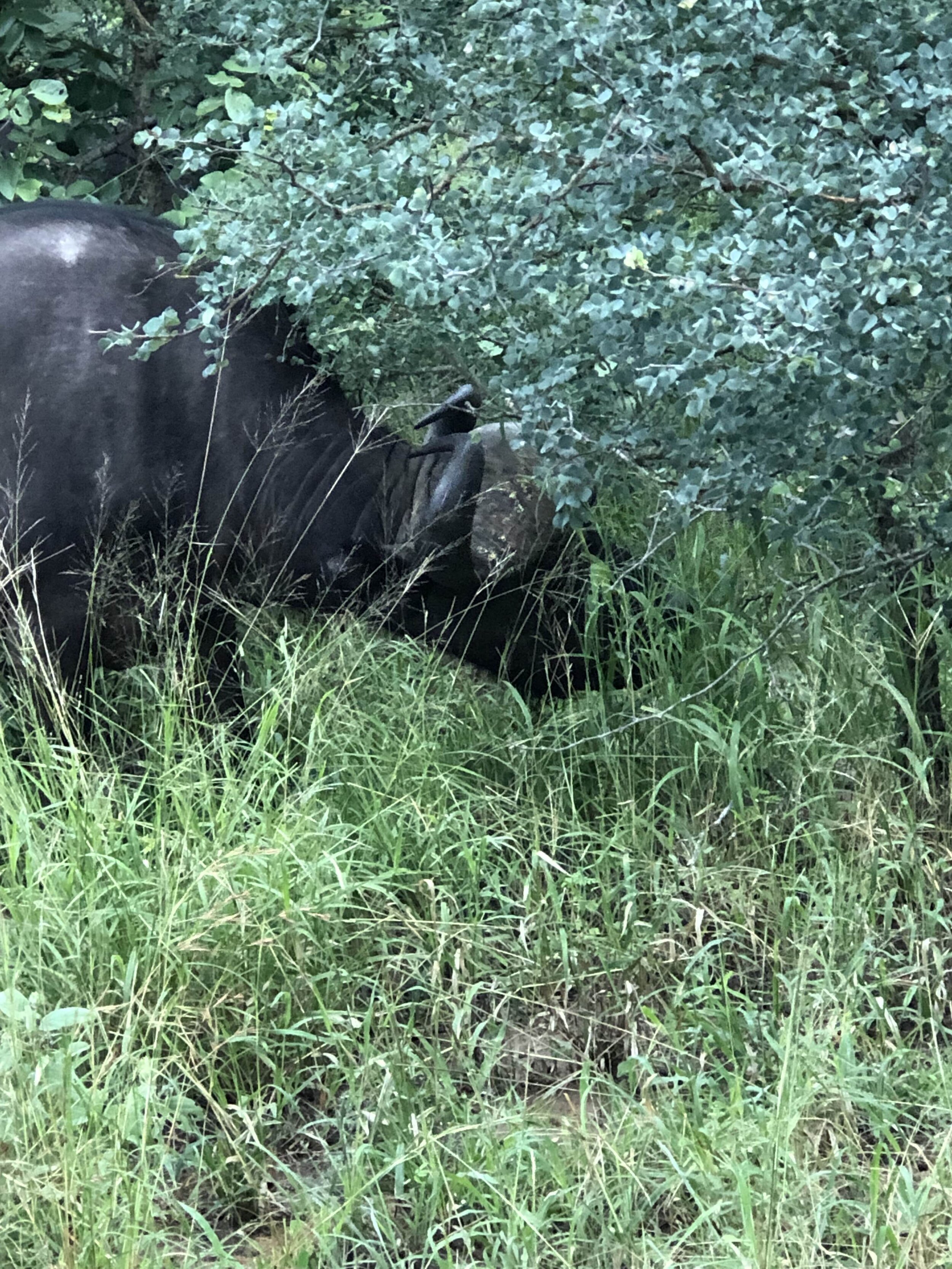 IMG_1043.jpeg