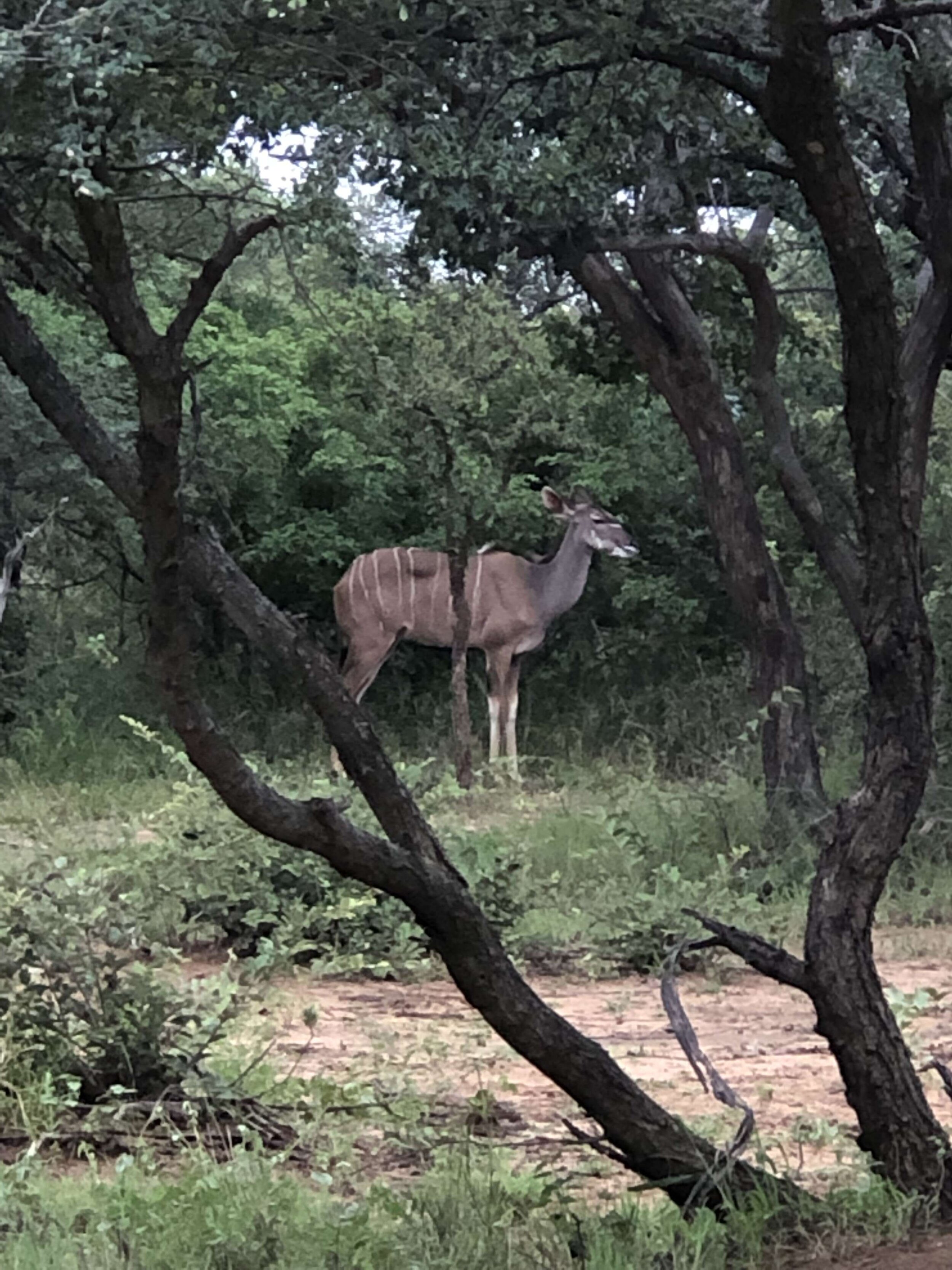 IMG_1062.jpeg