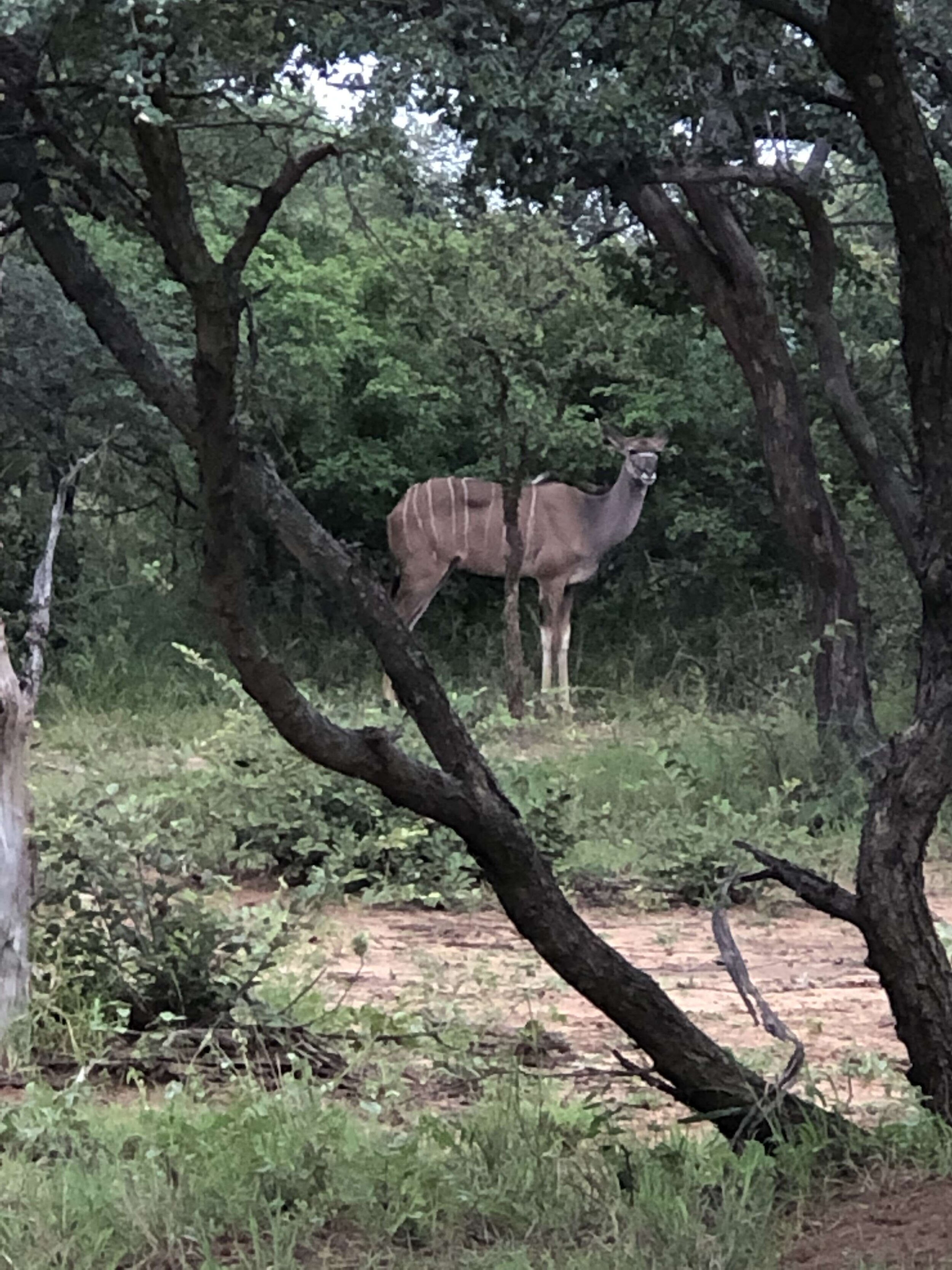 IMG_1061.jpeg