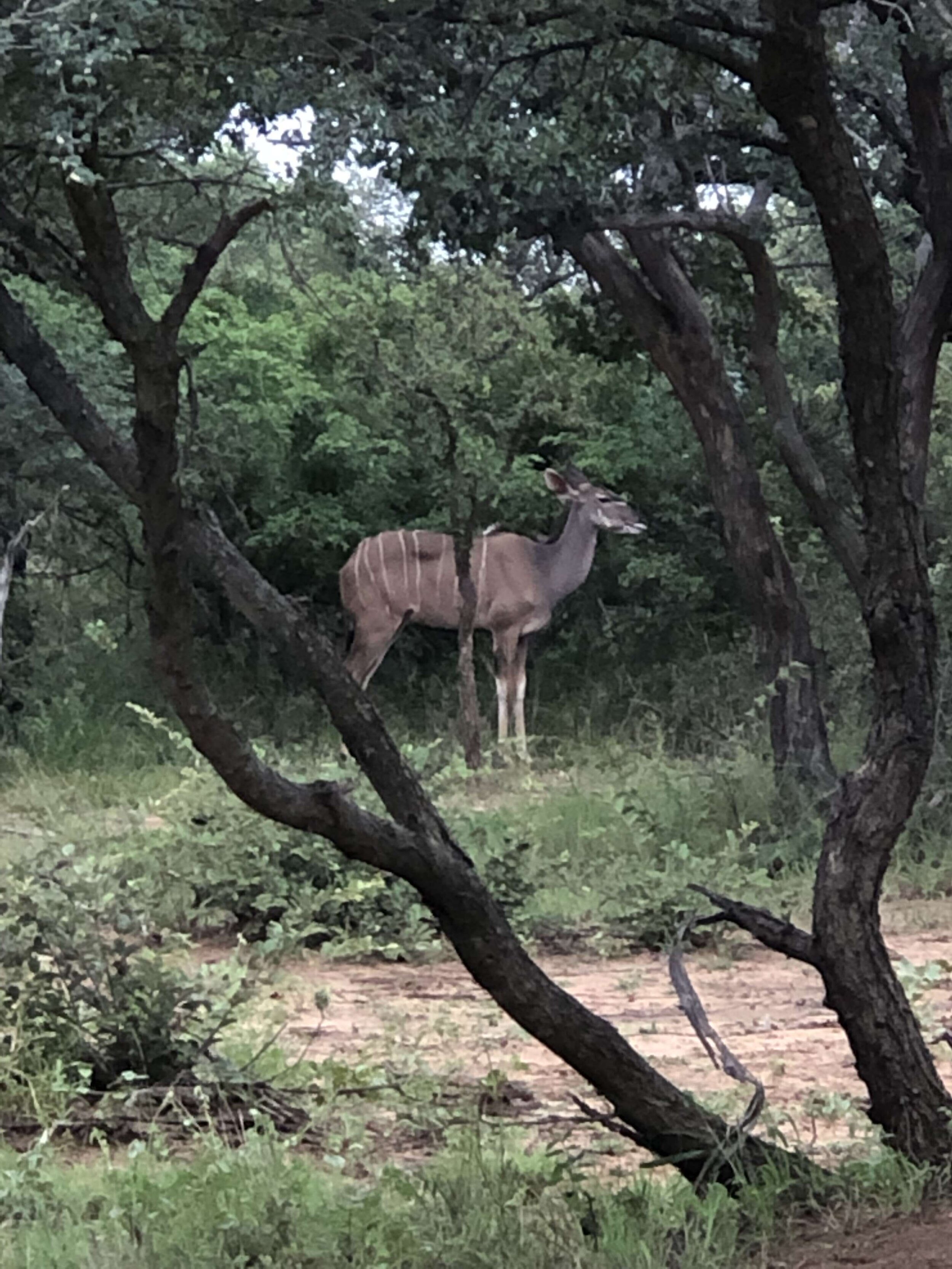 IMG_1063.jpeg