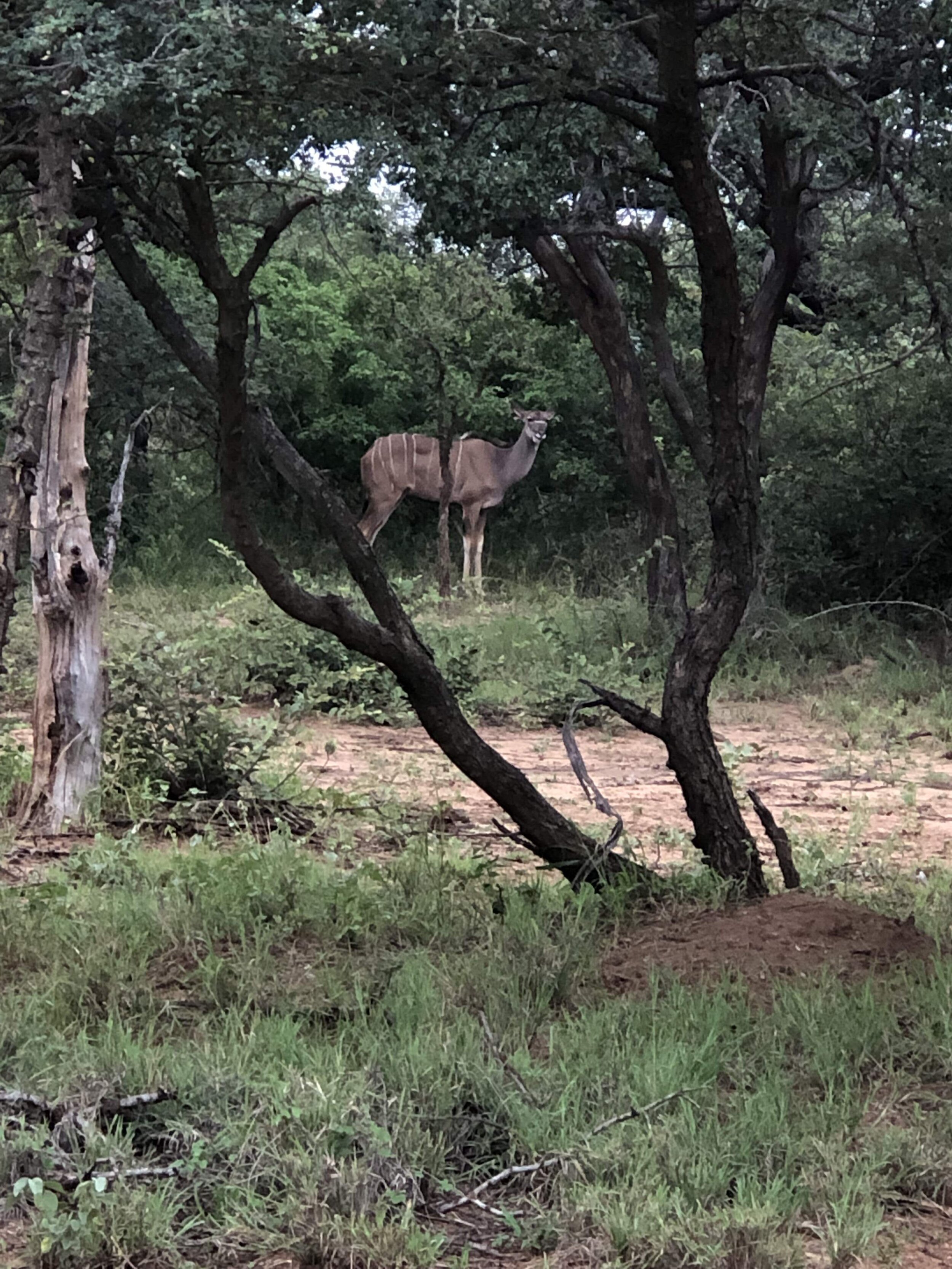 IMG_1064.jpeg