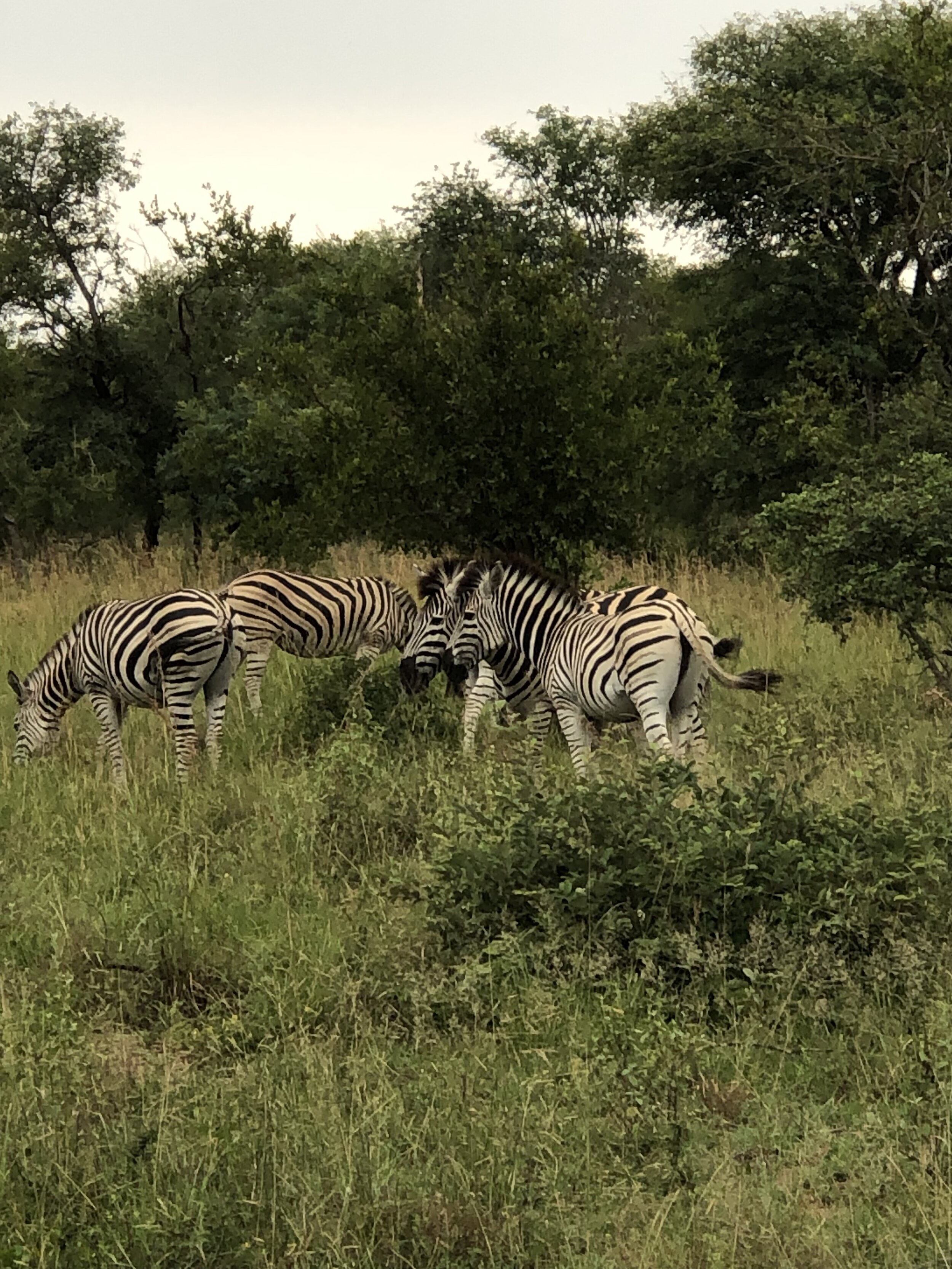 IMG_1066.jpeg