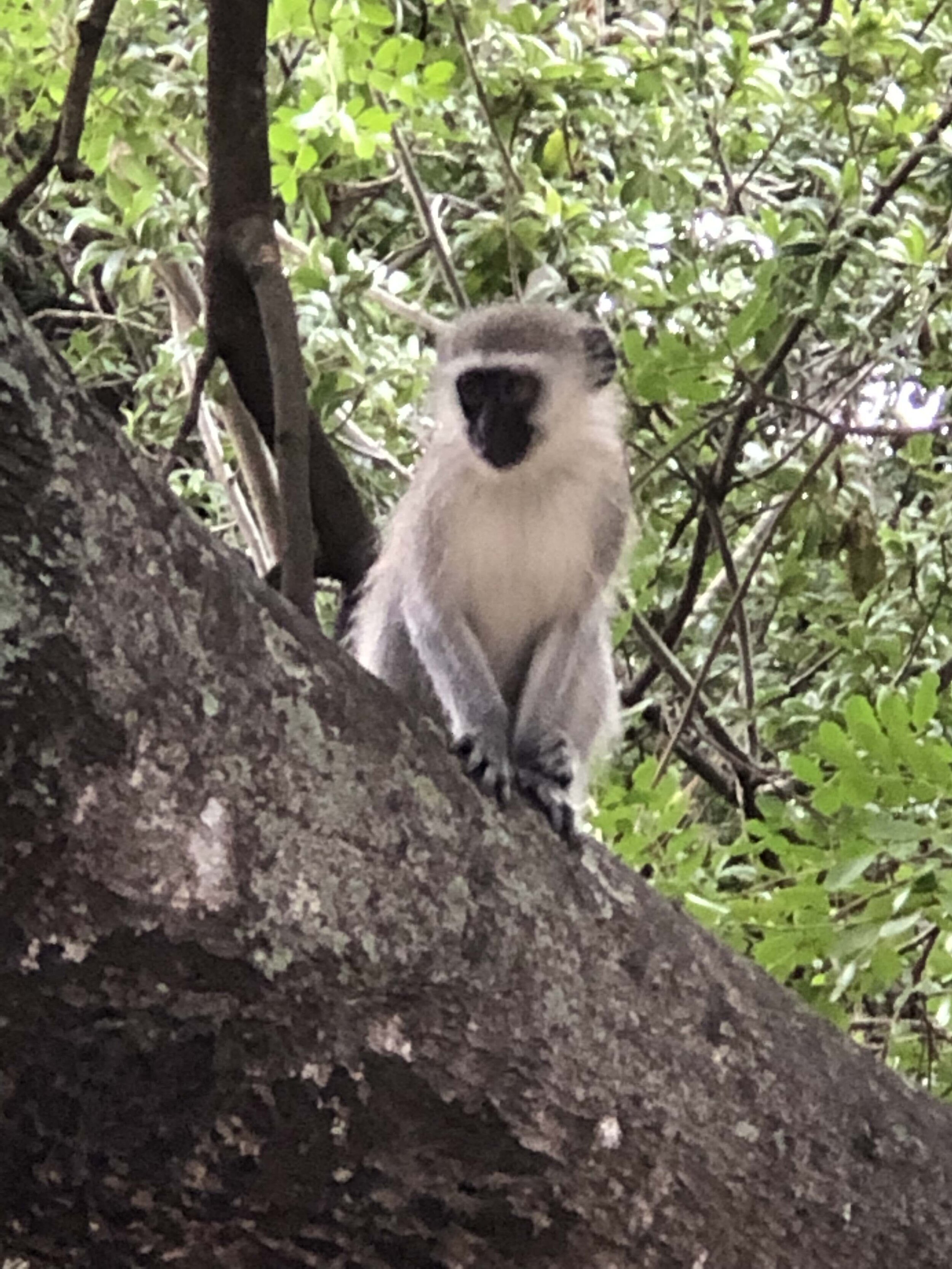 IMG_1135.jpeg