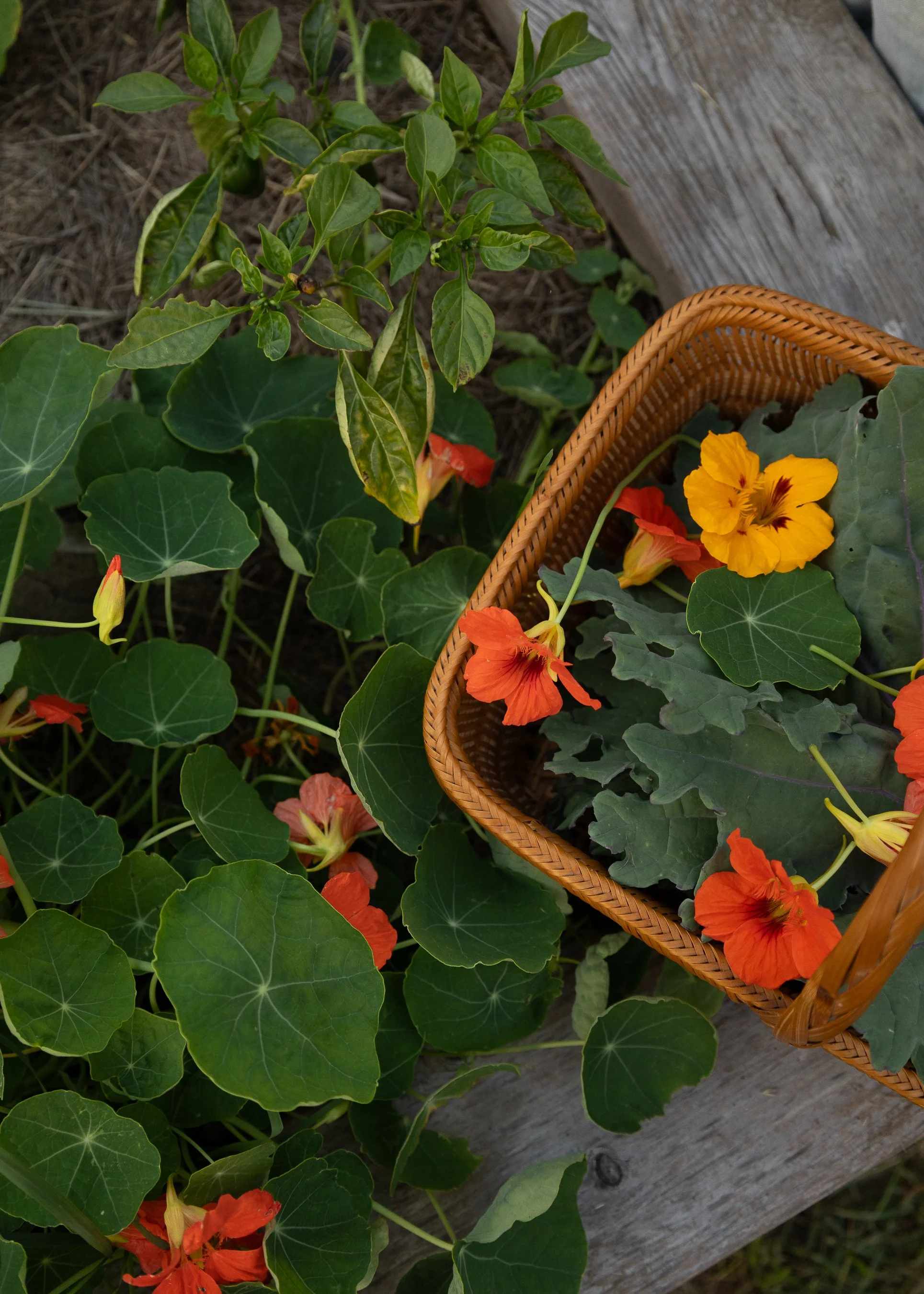 09.25-SBGarden-1.jpg