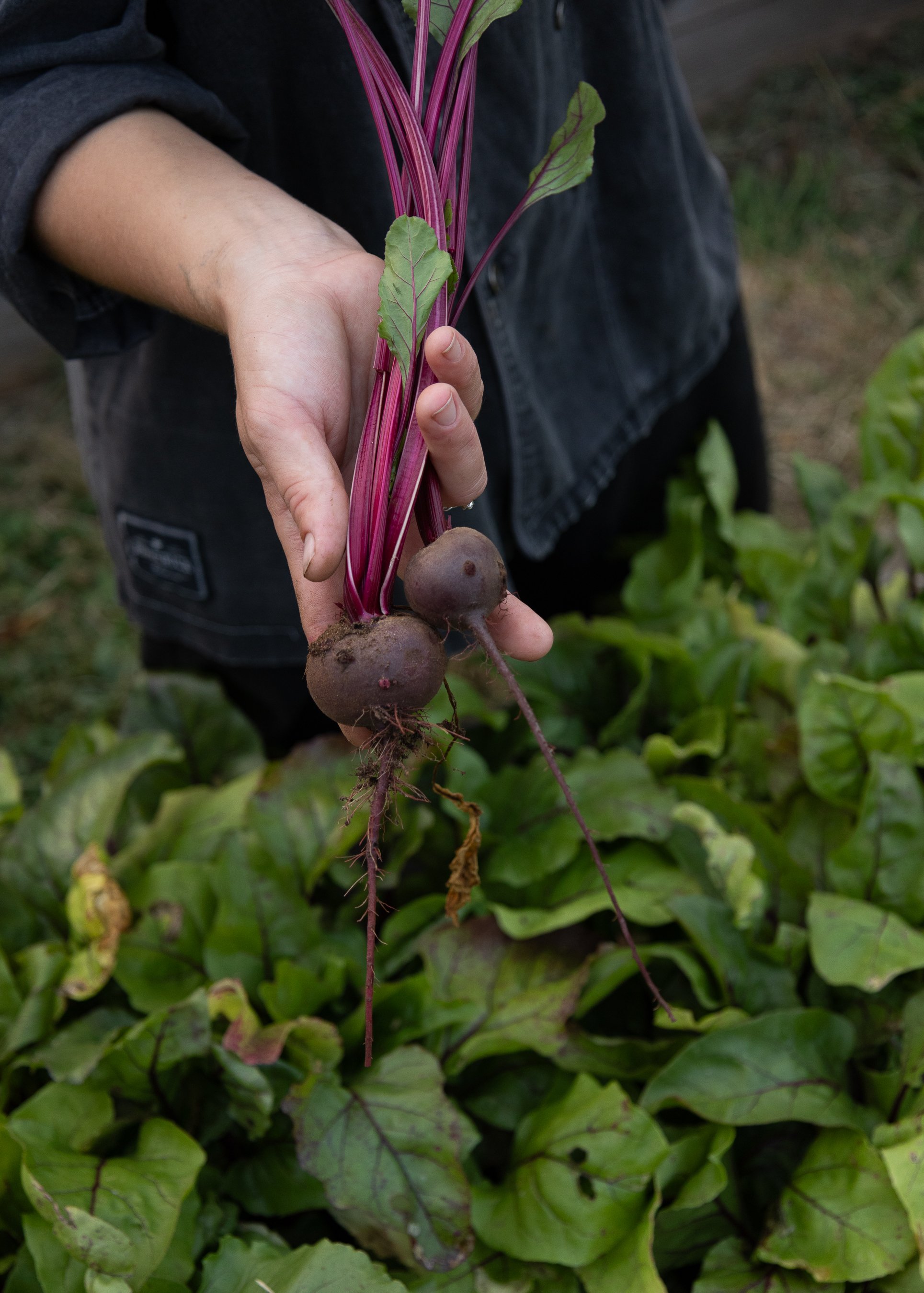09.25-SBGarden-14.jpg