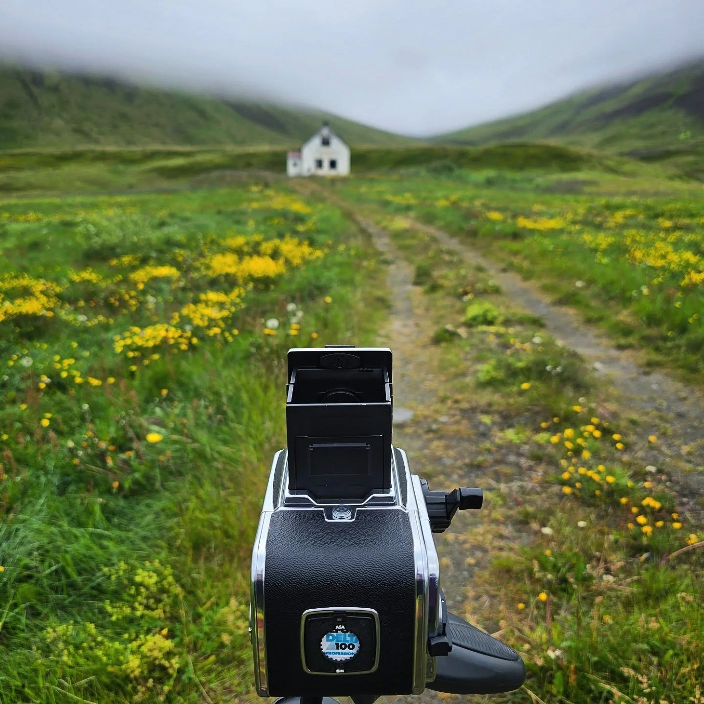 One of my more popular shots of recent times on here and I thought it would be interesting to see how it looked in colour.  The highlights of yellow against the lush green plus the moody background to me screamed for black and white film.  Atmospheri