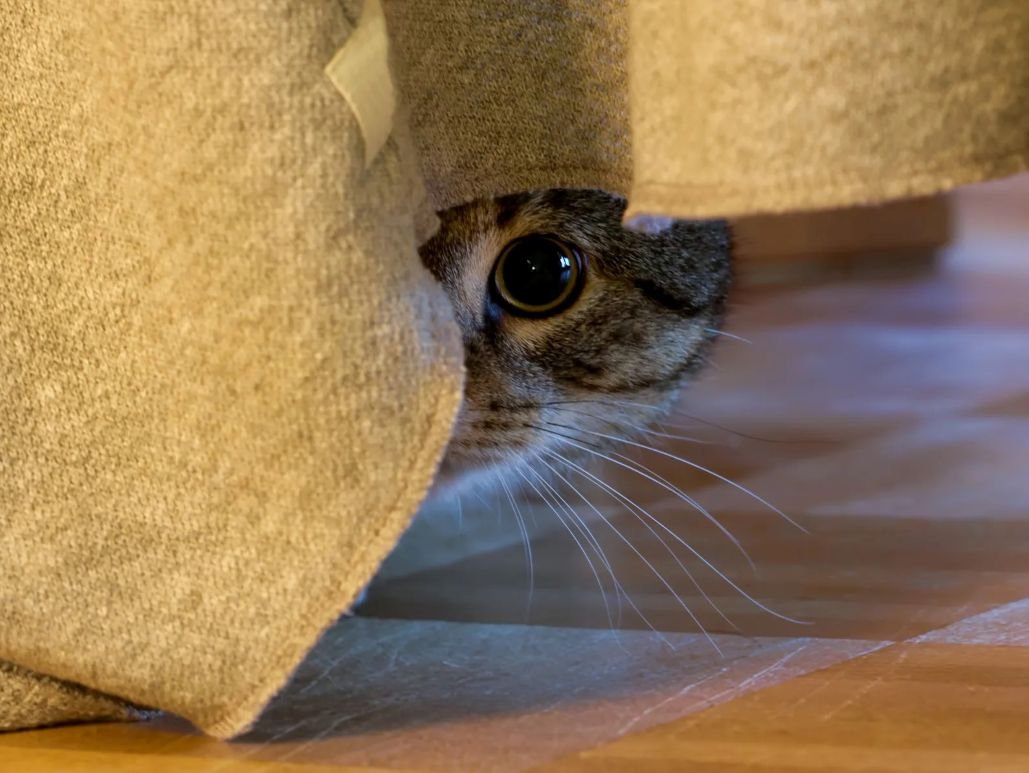 cat hiding under a blanket, comfy critter seattle queen anne pet sitting drop ins
