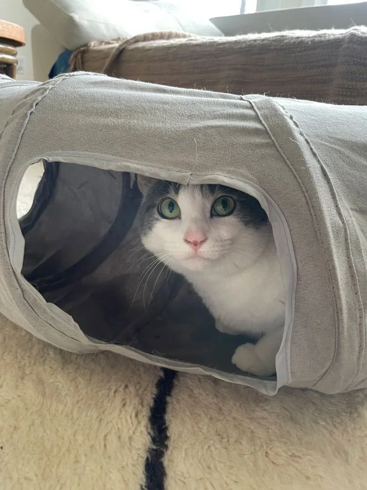 cat looking at camera in grey tunnel, comfy critter seattle queen anne cat sitting drop in pet sitting