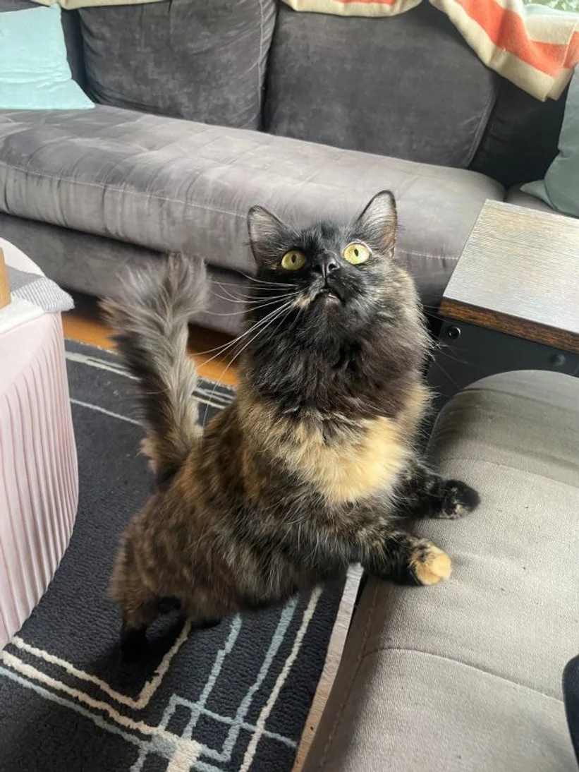 Cat Body Language 101: How to Read your cat’s body language and improve your relationship with your feline friend 