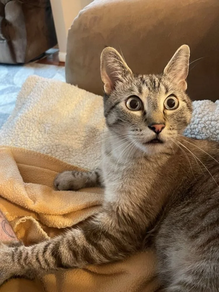 grey and white striped tabby with enlarged pupils looks away from camera, comfy critter queen anne pet cat sitting drop ins