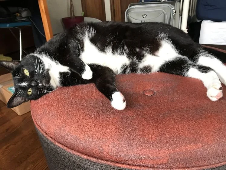 tuxedo cat laying on ottoman with belly exposed, comfy critter seattle queen anne cat pet sitting drop ins