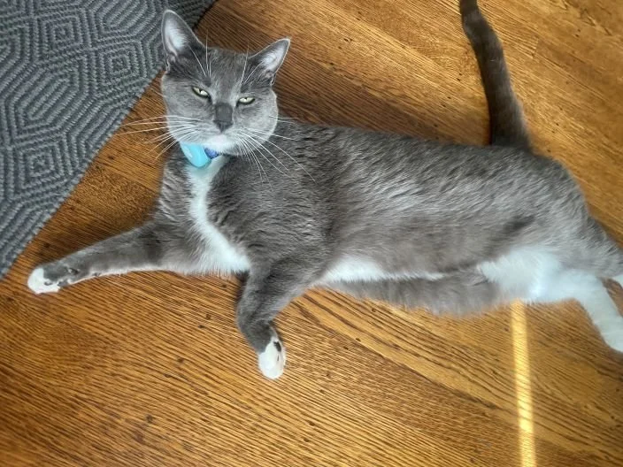 grey cat with white belly soft eyes, comfy critter seattle queen anne drop in pet setting