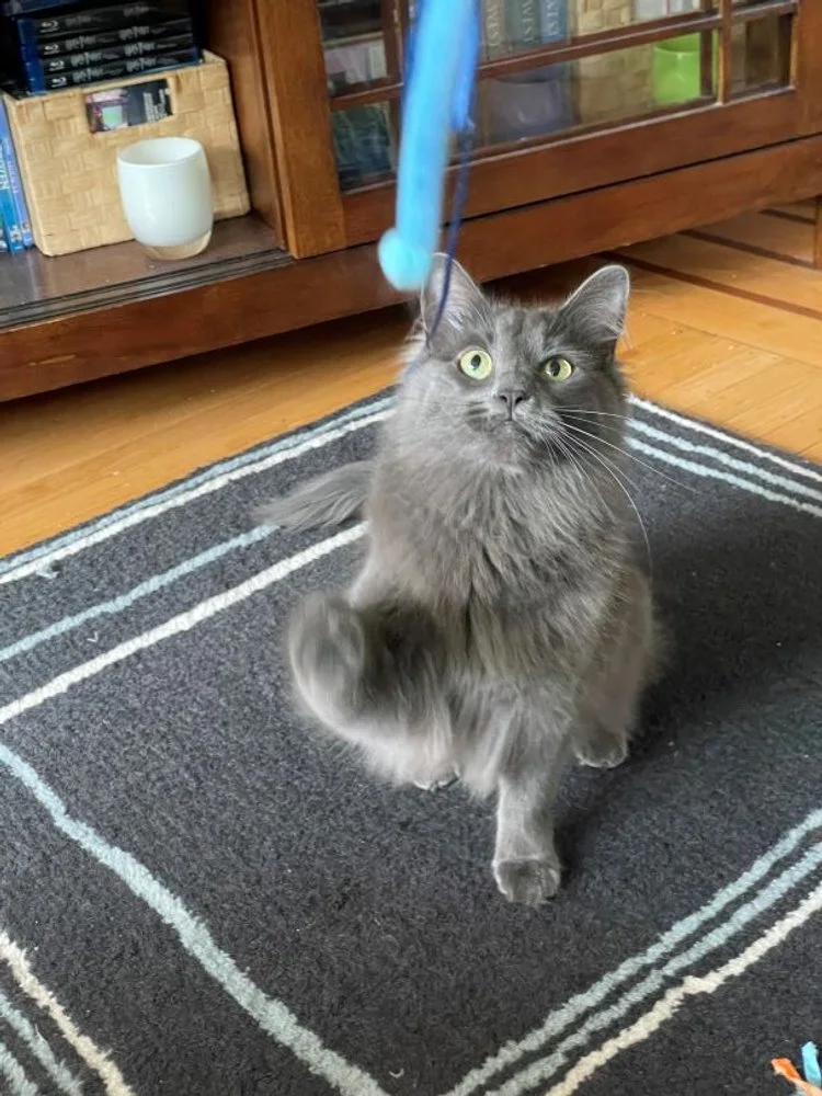 grey longhaired cat plays with blue cat toy, comfy critter queen anne seattle pet sitting visit drop in