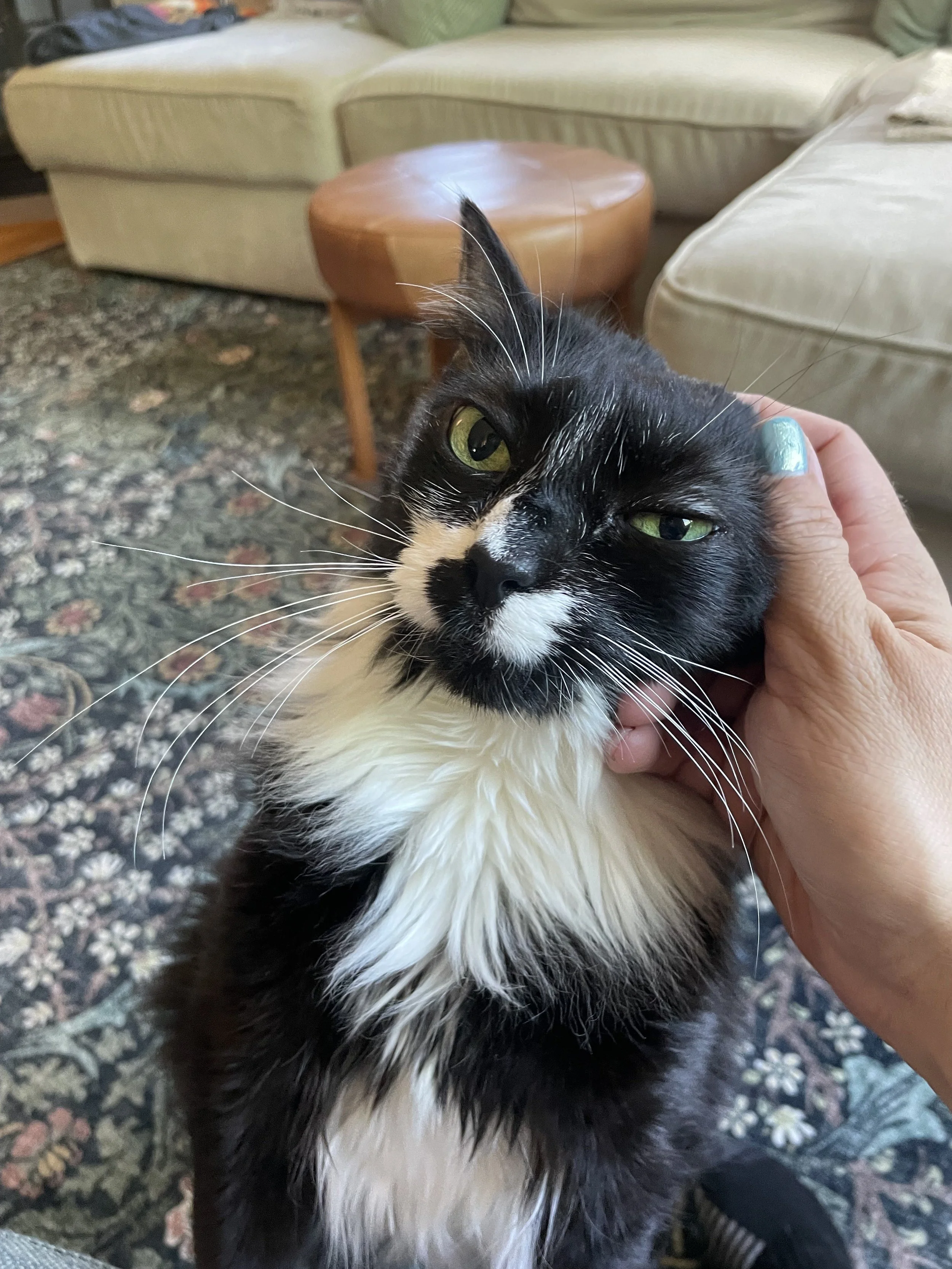 longhaired tuxedo cat leaning her head into some pets from a hand with blue nail polish, comfy critter seattle queen anne cat pet sitting drop ins