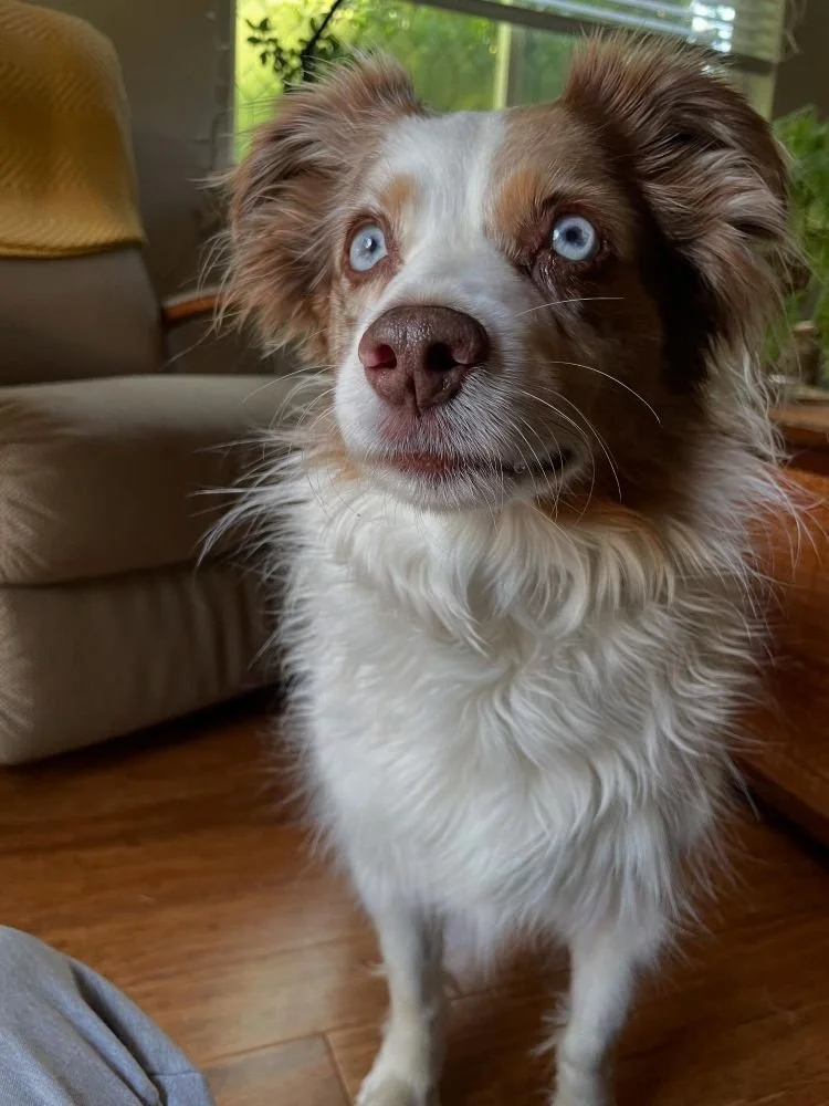 a brown and white austrailian shepherd with bright blue eyes and perky ears stares directly into the camera. A tiny drop of drool is forming on his lips.