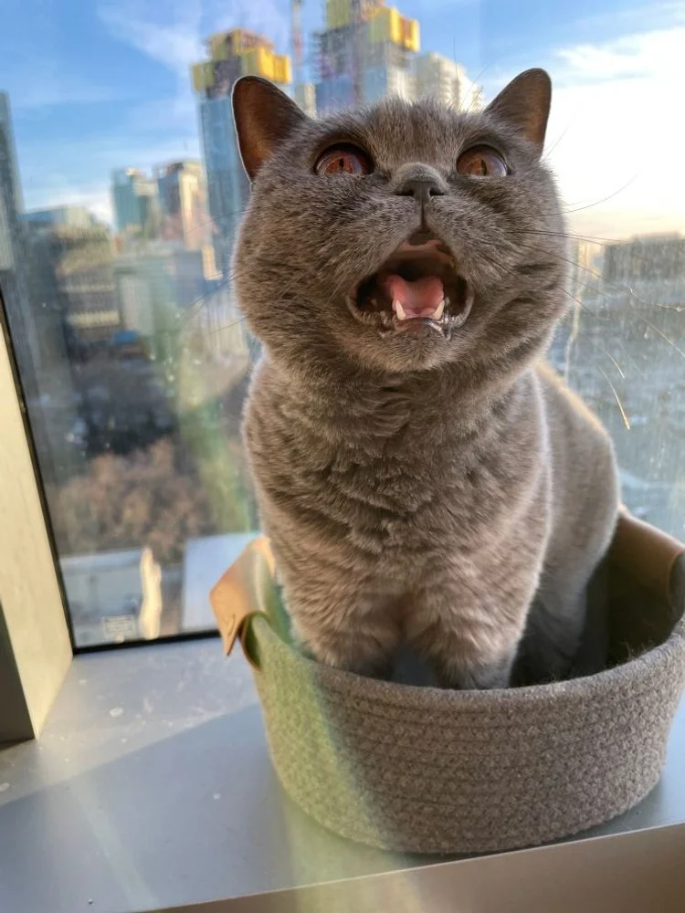 grey british shorthair cat meows in basket in front of window with city skyline, comfy critter seattle queen anne cat pet sitting drop ins