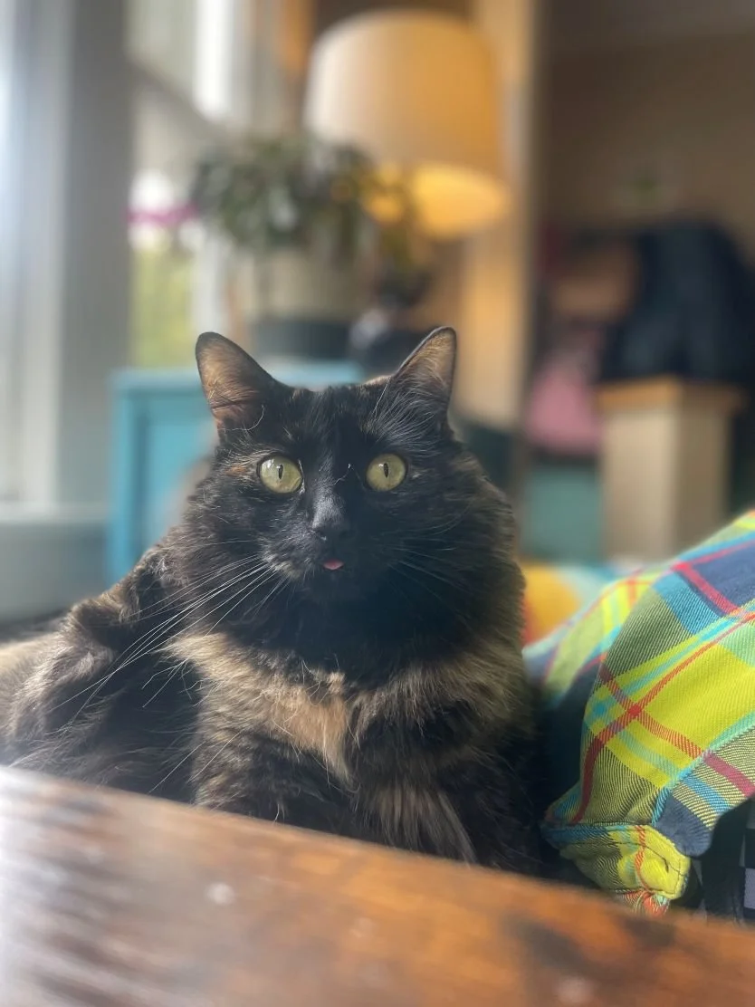 tortie cat with tongue sticking out sitting behind a table, comfy critter seattle  queen anne cat pet sitting drop in