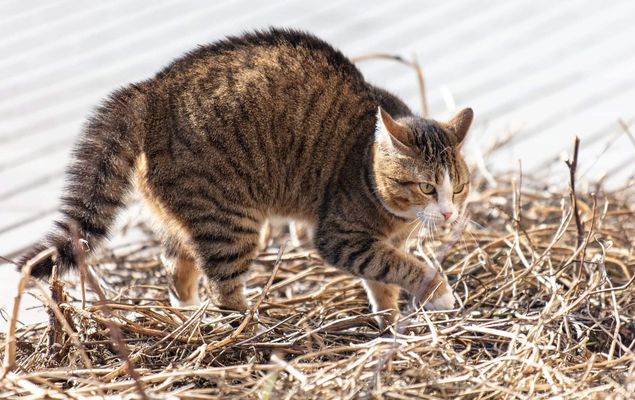 striped tabby with a puffed up tail, comfy critter seattle queen anne cat pet sitting drop ins