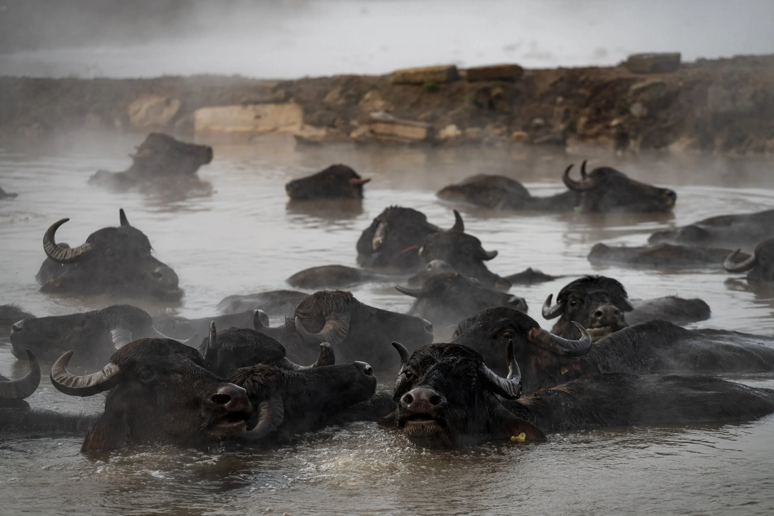 Budakli Germav Tepe kaplica hot spring water buffalo photography Bitlis Eastern Anatolia Türkiye Turkey
