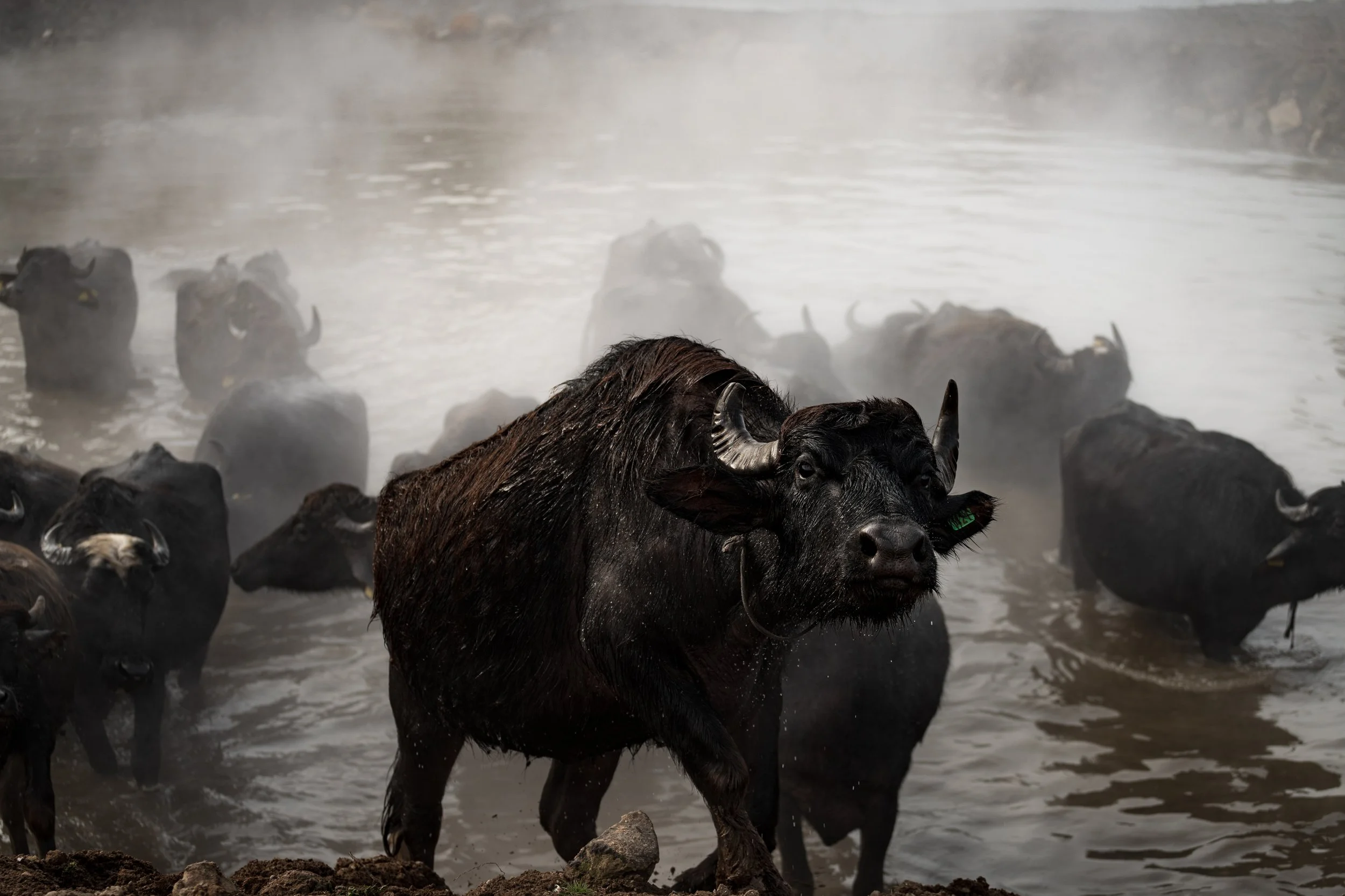 Budakli Germav Tepe kaplica hot spring water buffalo photography Bitlis Eastern Anatolia Türkiye Turkey