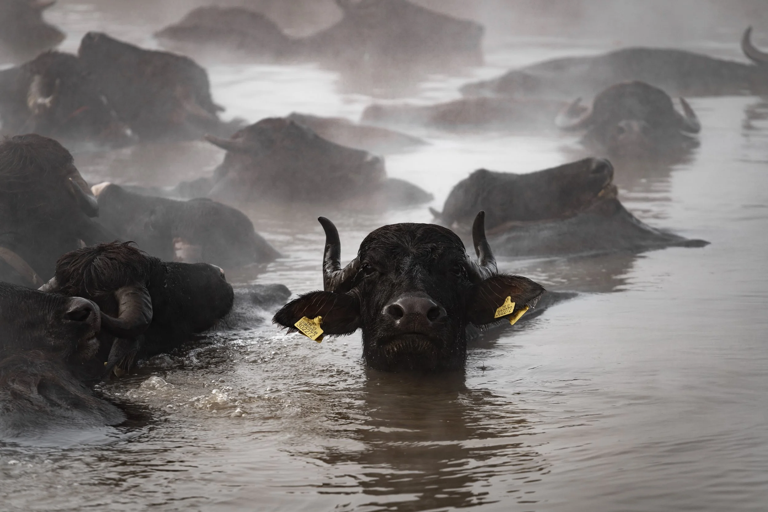 Budakli Germav Tepe kaplica hot spring water buffalo photography Bitlis Eastern Anatolia Türkiye Turkey