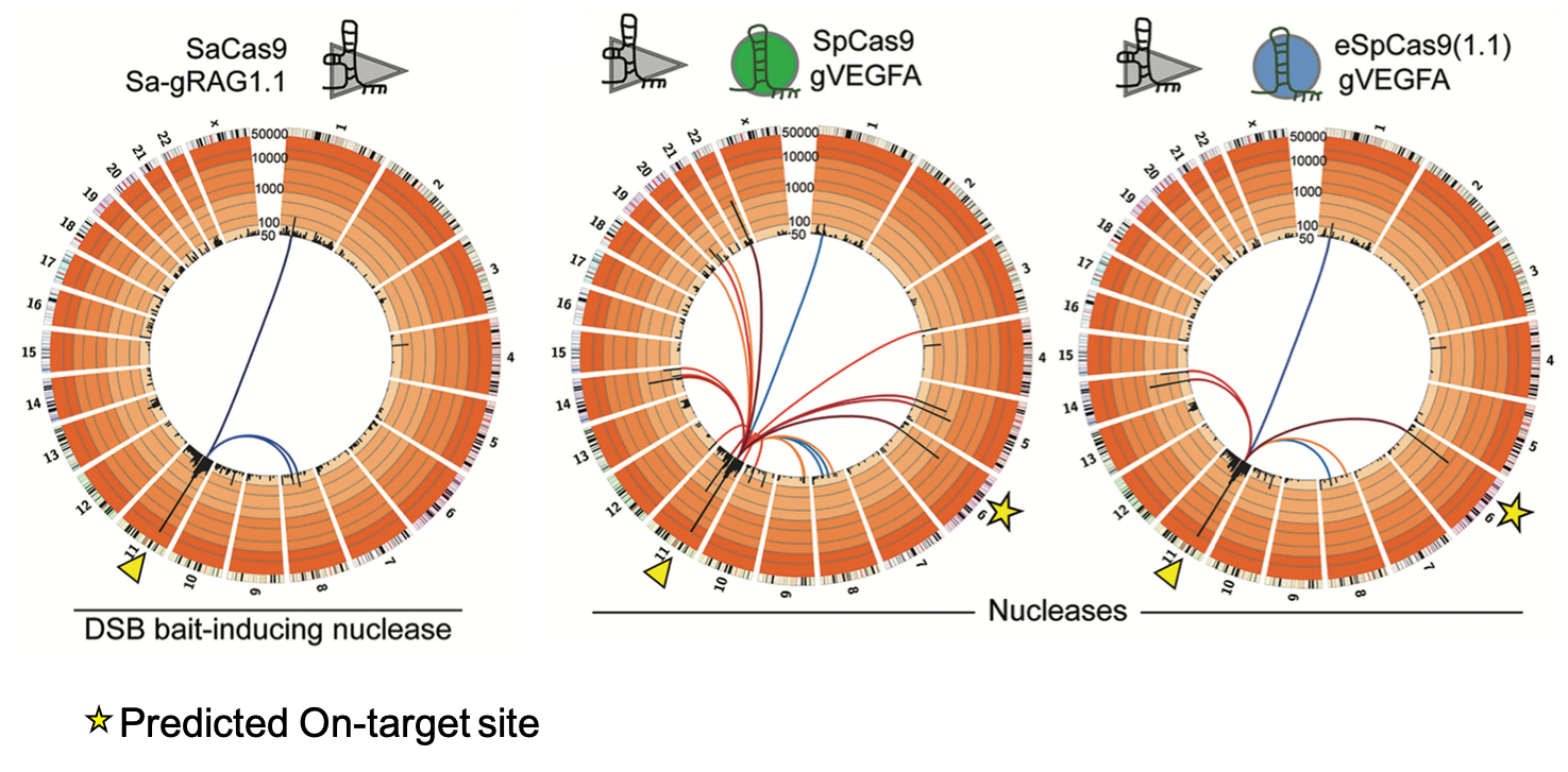 Orthogonal HTGTS: using different species Cas9 bait / prey DSBs (S.aureus - Sa / S.pyogenes - Sp) to compare engineered SpCas9 variant, eSpCas9(1.1). Collaboration with the Gonçalves group at Leiden University (Wang et al., 2021; Chen et al., 2020).