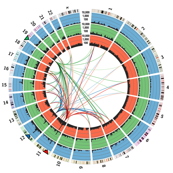 From on-target (red) and off-target (blue/green) Cas9:gRNA endonuclease bait DSBs (Frock et al., 2015). Nearly any recurrent DSB site can be used.