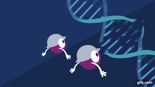 Cancer cells are incentivized to modulate their DNA repair activities in order to adapt and survive.  We are interested in unraveling these dependencies. Gif adapted from Ted-Ed