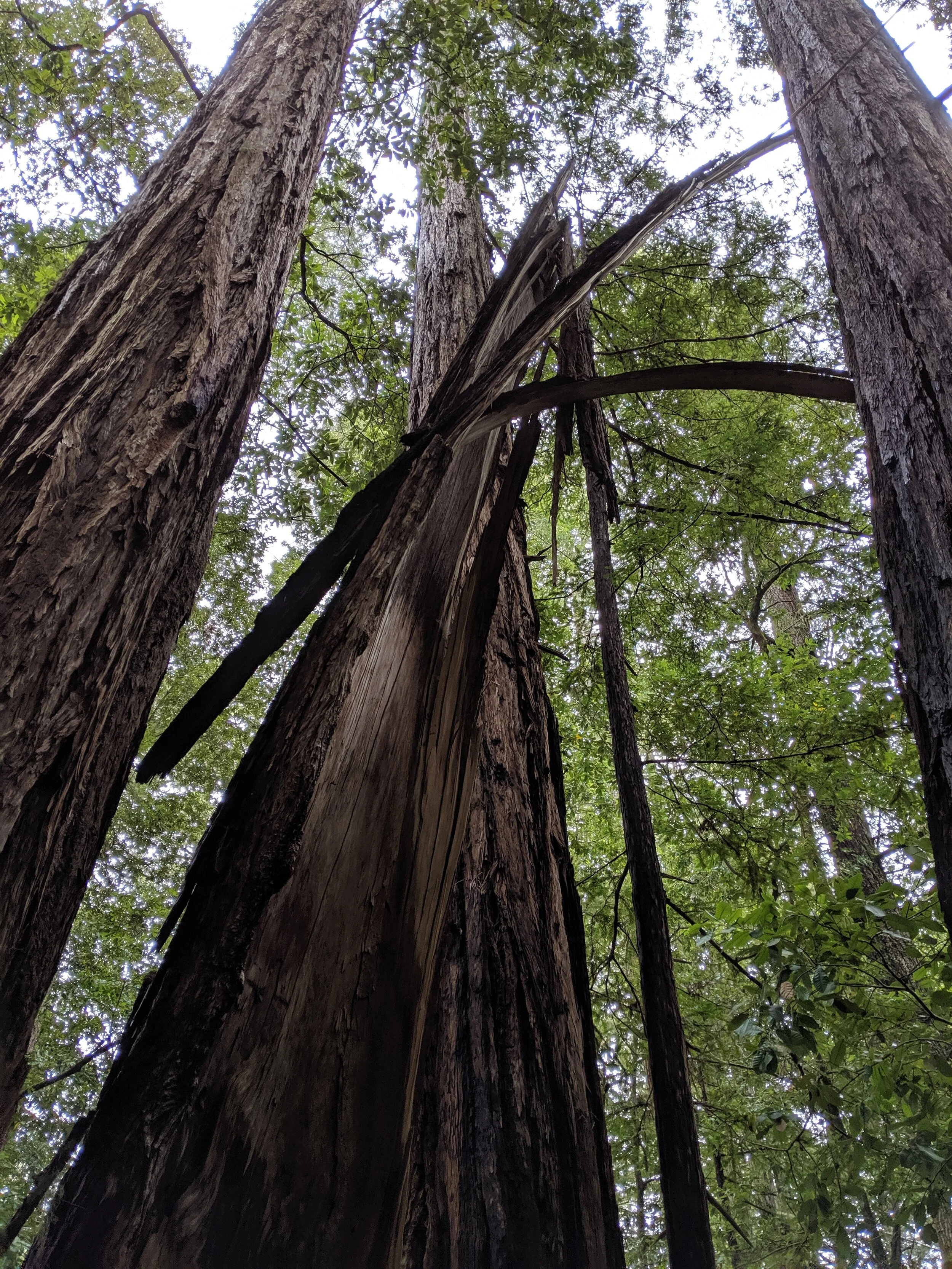 We were a bit split on which trails to take.