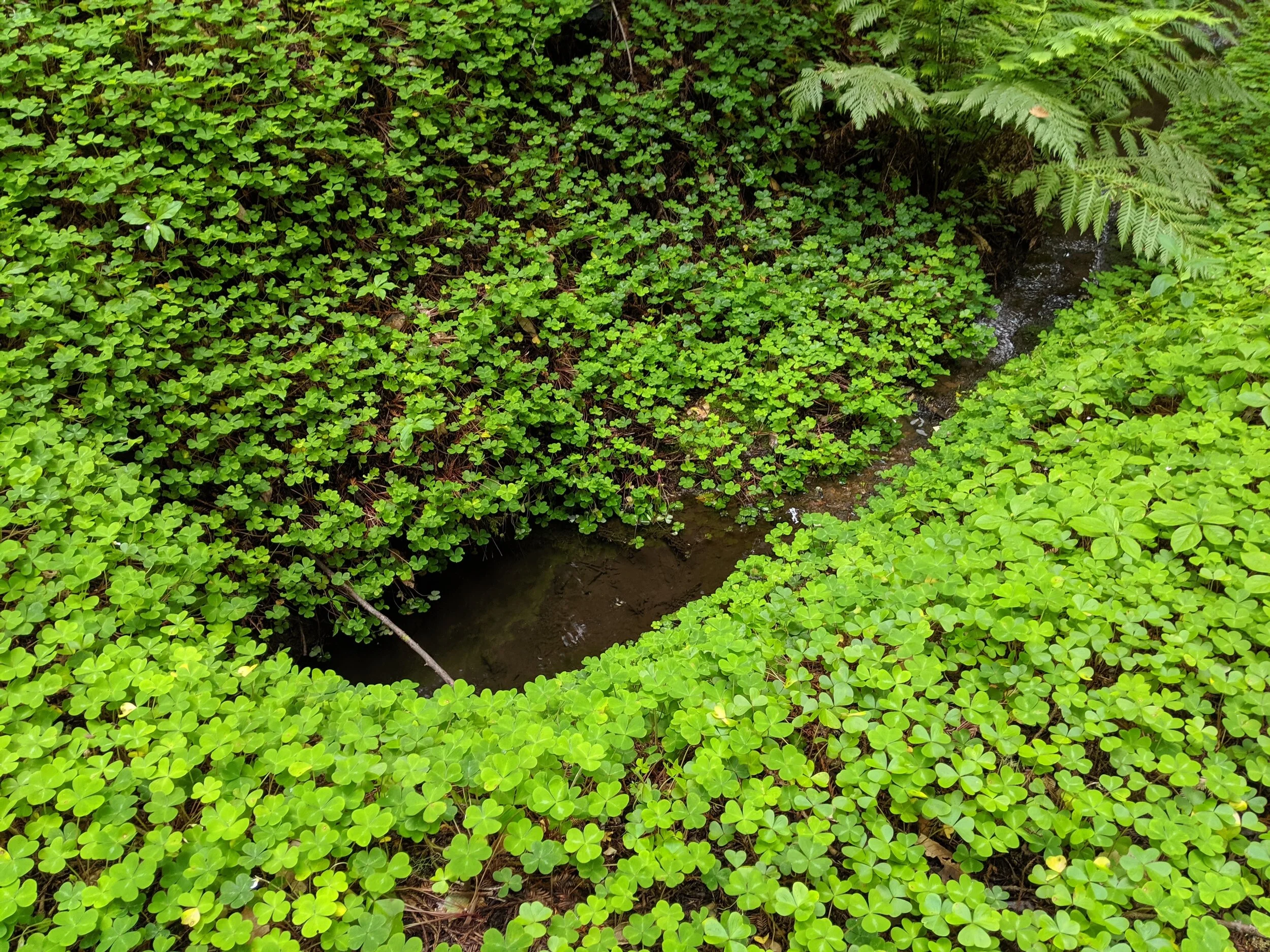 Alas, no four-leaf clover