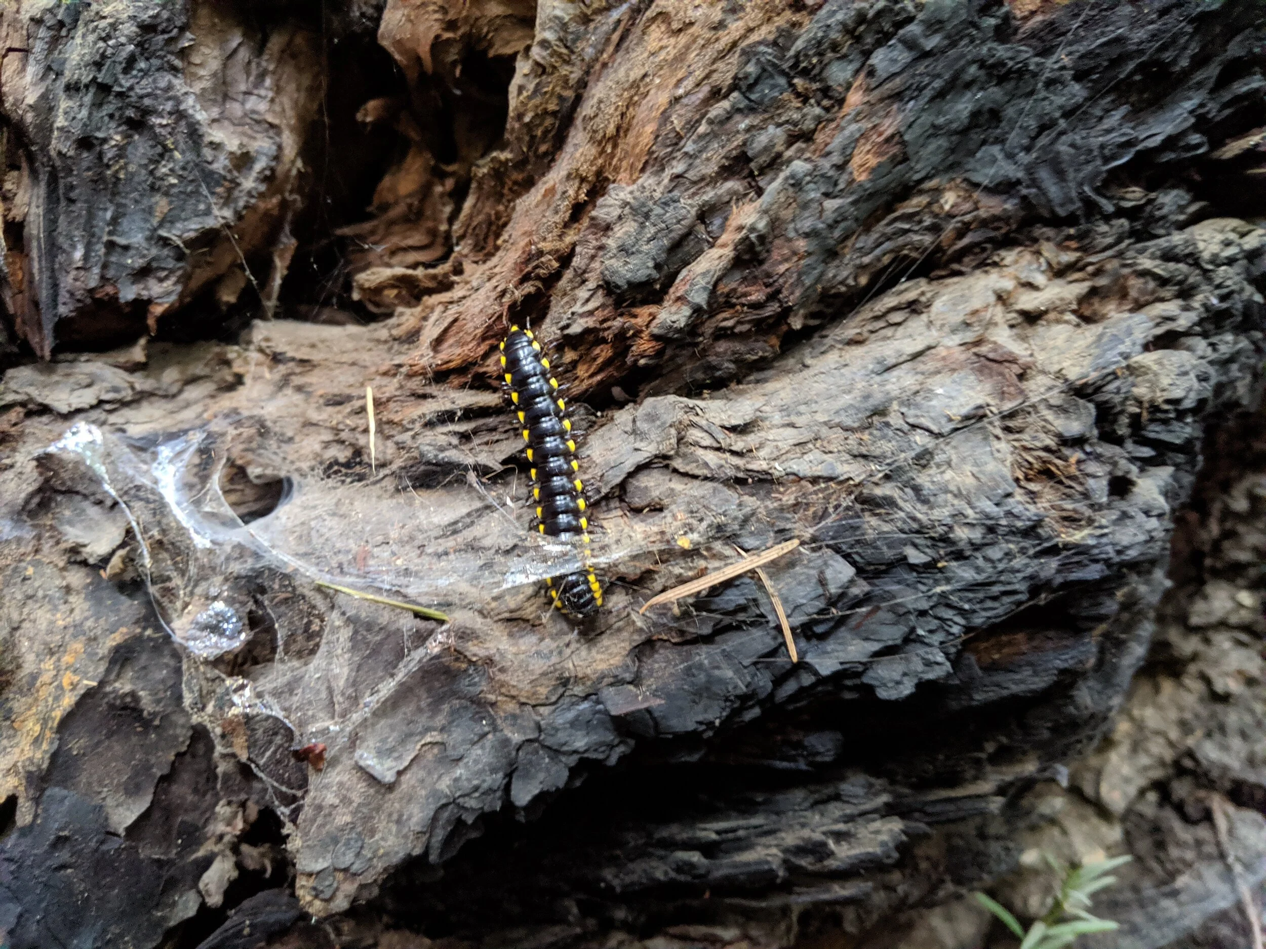 We found some critters