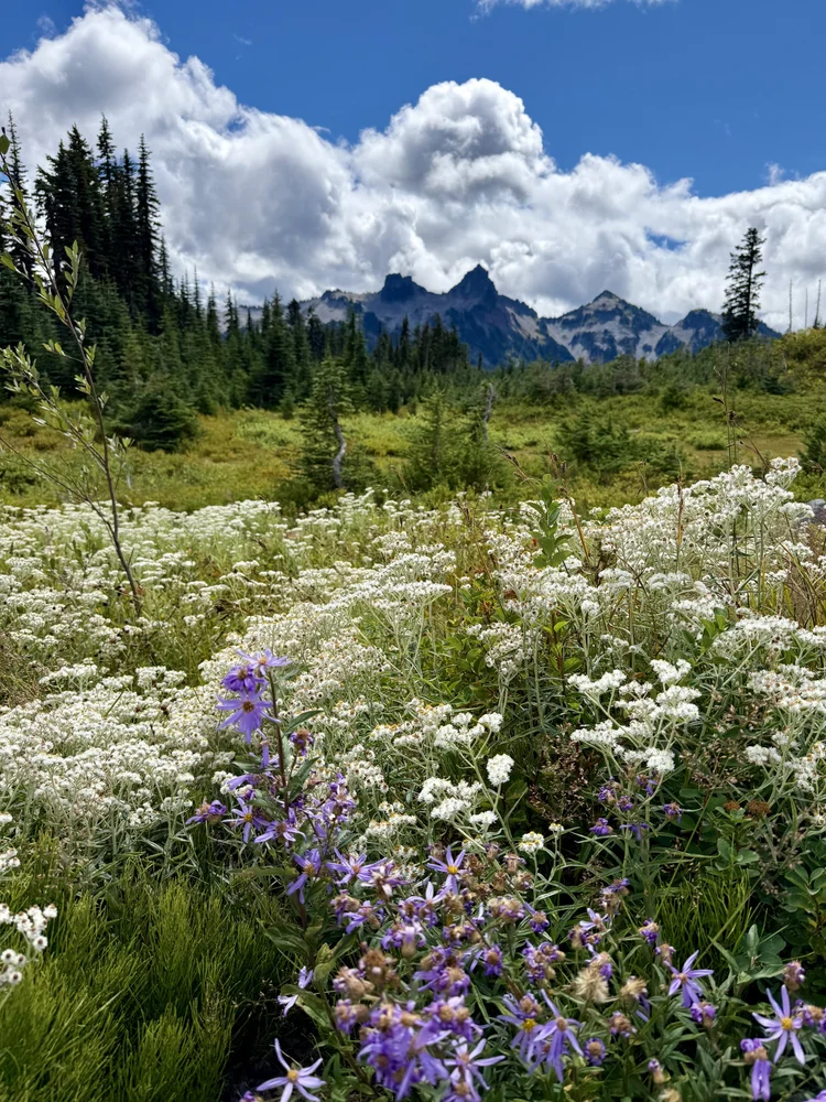 Wildflowers with Mt. Rainier peaks in the background