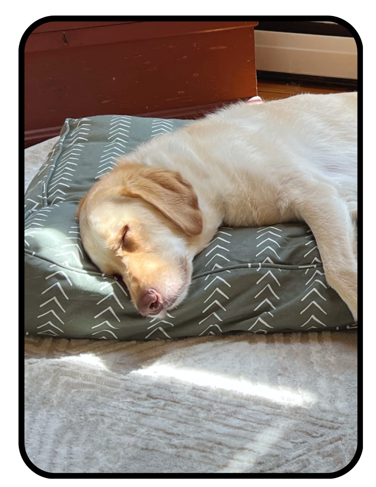 A Doctor s Guide To Non Toxic Pet Beds Interior Medicine a-doctor-s-guide-to-non-toxic-pet-beds-interior-medicine