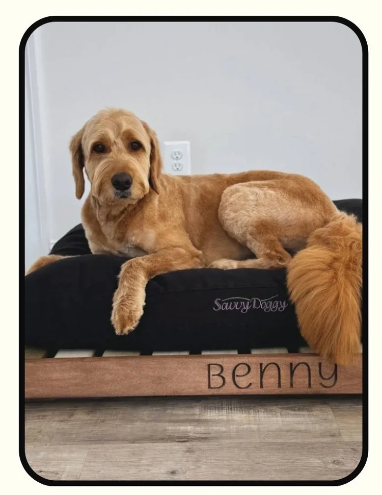 Savvy Rest organic dog bed with GOLS latex, GOTS cotton cover, and solid wood platform frame