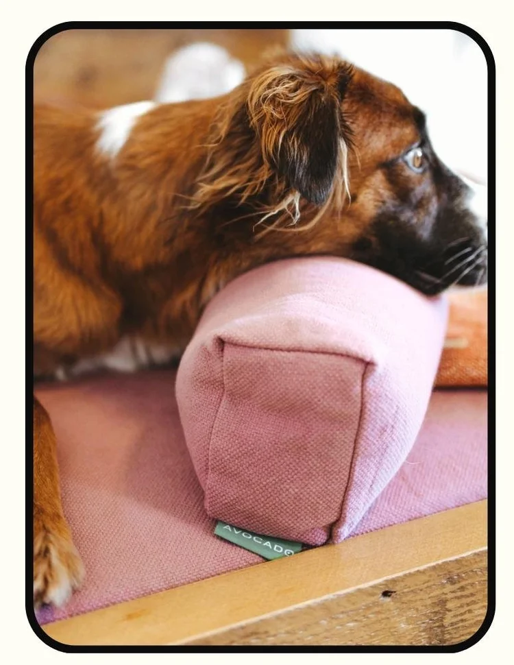 Avocado organic dog mattress and bed frame with GOLS latex, coconut coir, GOTS cotton cover, and solid wood frame