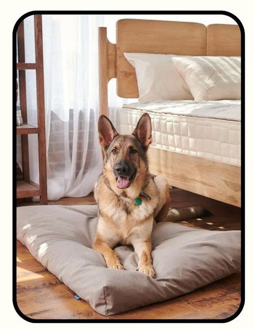 Naturepedic shredded latex dog bed with GOLS and FSC latex fill and GOTS organic cotton cover