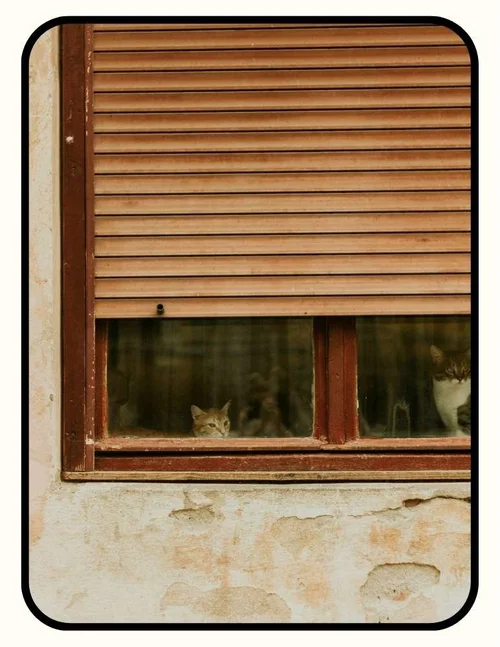 Earthshade organic blackout shade mounted in a window