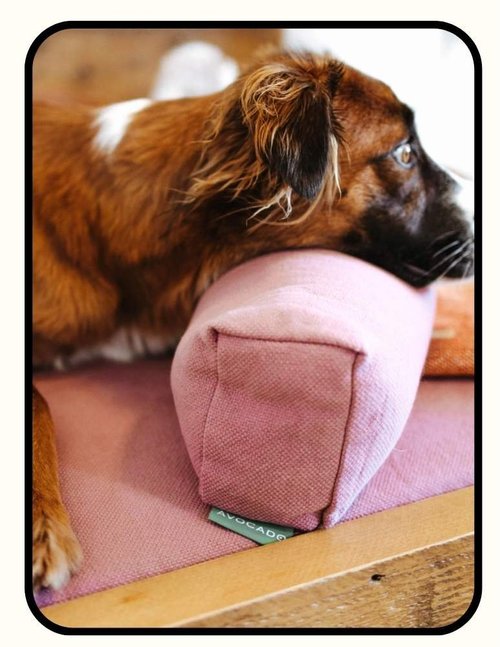 Avocado organic dog mattress and bed frame with GOLS latex, coconut coir, GOTS cotton cover, and solid wood frame