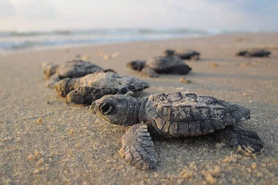 Lights Out For Sea Turtles in Florida! What to Know and How to See Them ...